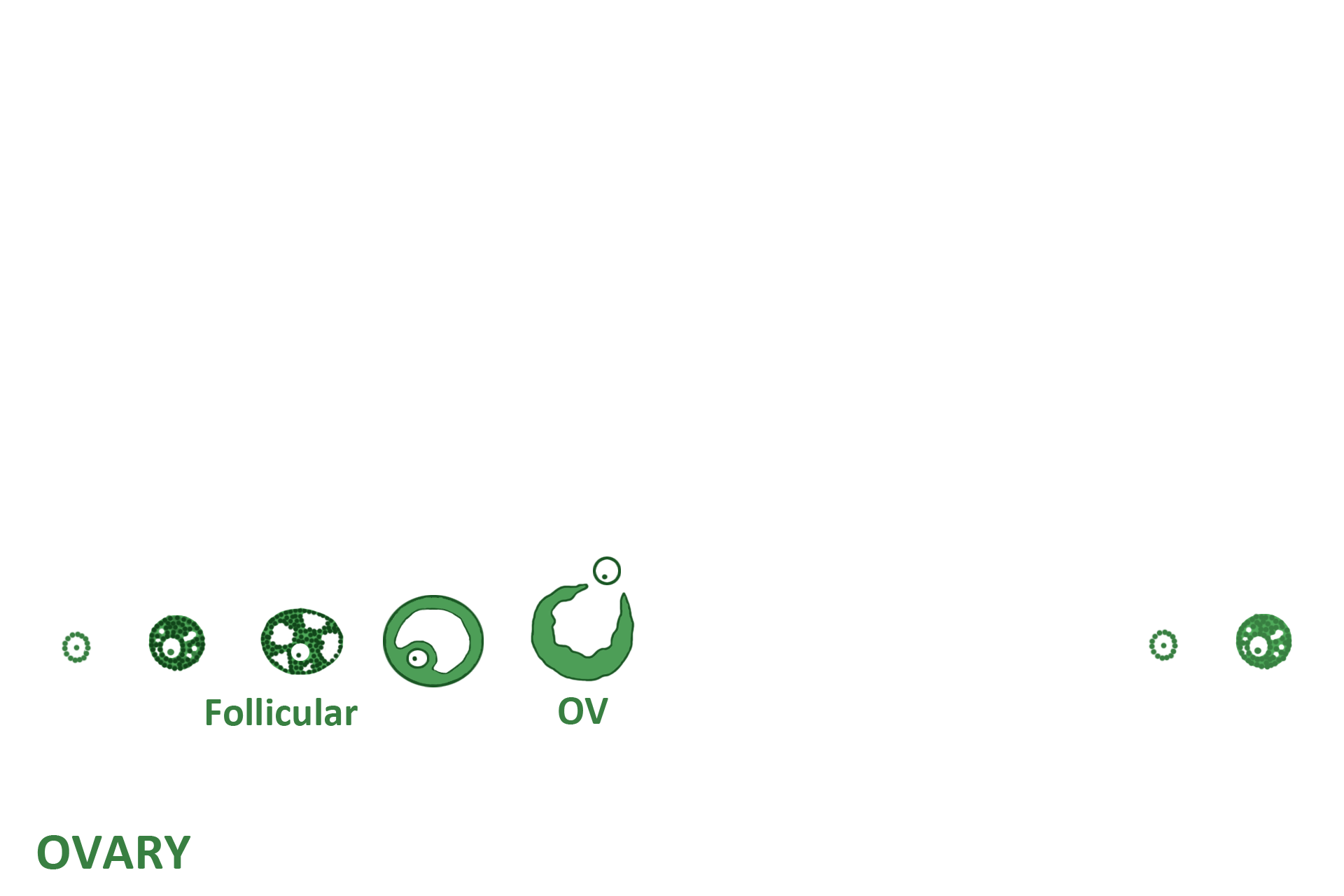  - Stage > <p>Therefore, the first half of the ovarian cycle is called the follicular stage.  </p>
