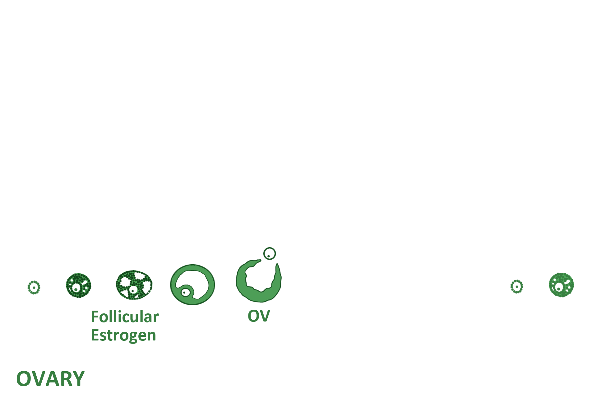  - Hormone > <p>Follicle development is regulated by follicle stimulating hormone (FSH) secreted by gonadotrophs in the adenohypophysis.  Follicles secrete estrogen, which stimulates some organs (oviduct, cervix of the uterus, vagina) in the female reproductive system to reach peak functional activity around day 14. </p>
