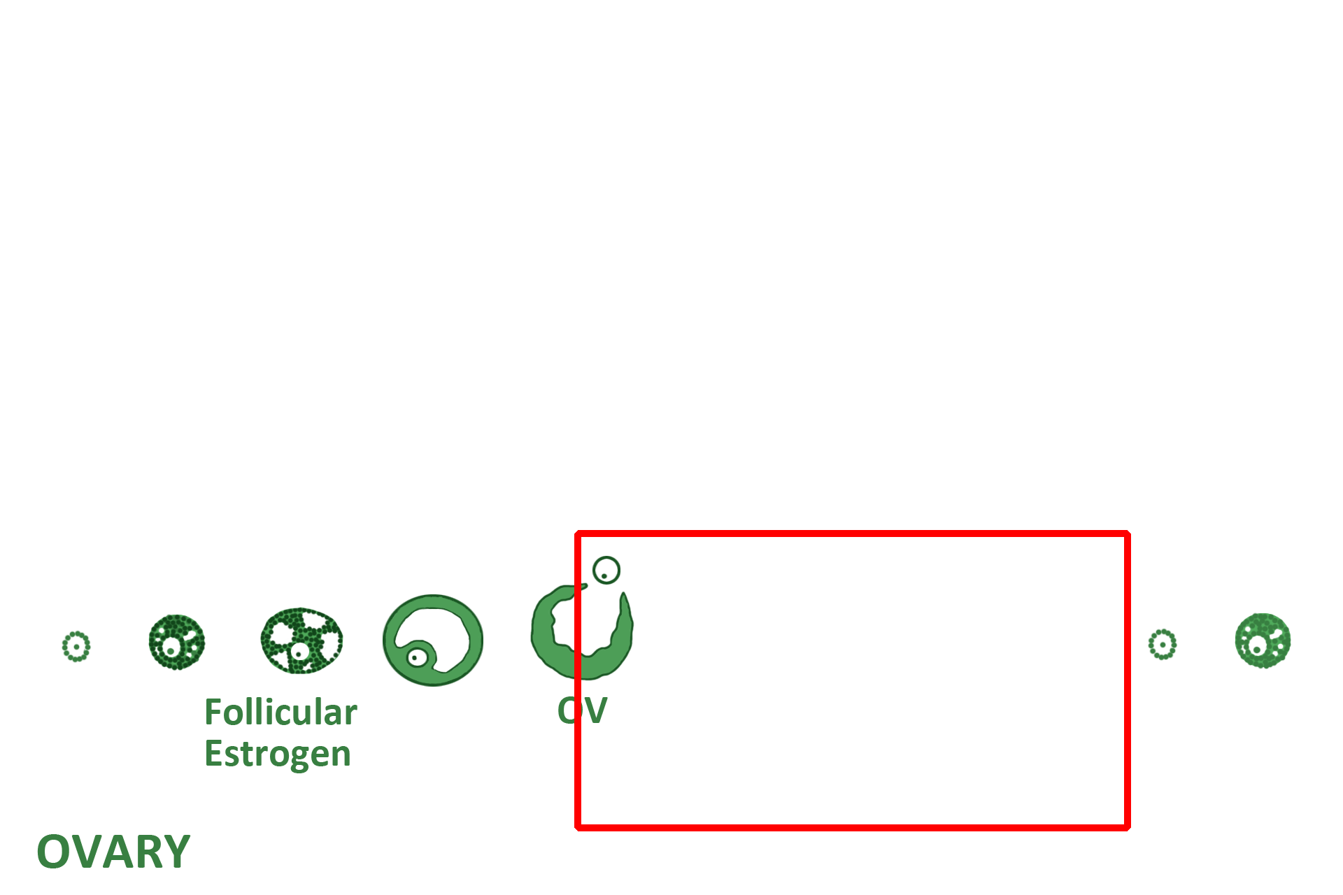 2nd half of cycle > <p>During the second half of the ovarian cycle, days 14-28, the wall of the ruptured follicle differentiates into the second major functional structure in the ovary, the corpus luteum.</p>
