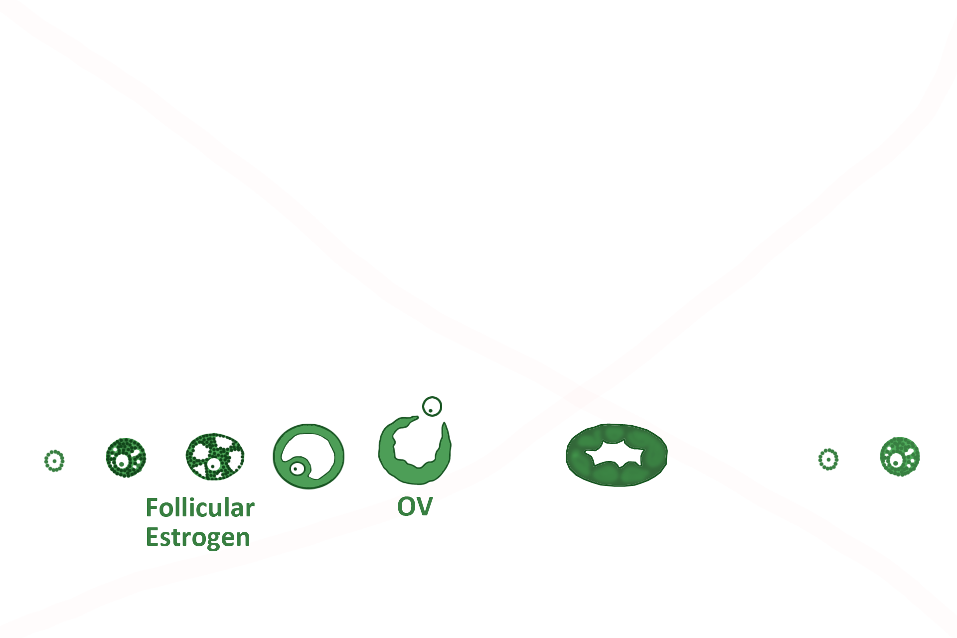  - Structure > <p>The corpus luteum, the functional structure during the second half of the ovarian cycle, forms from the remains of the Graafian follicle after the secondary oocyte has been released (ovulation).  The corpus luteum secretes progesterone and estrogen for 12 days, diminishing production of these hormones during the final 2-3 days of the second half of the ovarian cycle (days 26-28). </p>
