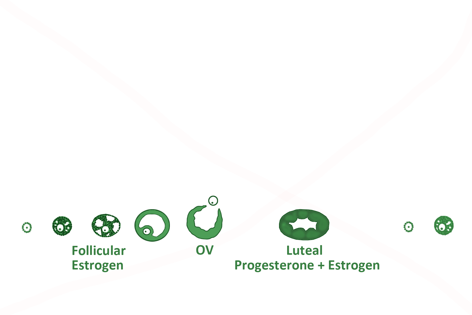  - Hormones > <p>The corpus luteum is under the influence of luteinizing hormone (LH), secreted by gonadotrophs in the adenohypophysis.  The corpus luteum secretes progesterone and estrogen, which, after estrogen influence during the first half of the cycle, stimulate the uterus to reach peak functional activity about day 21.     </p>
