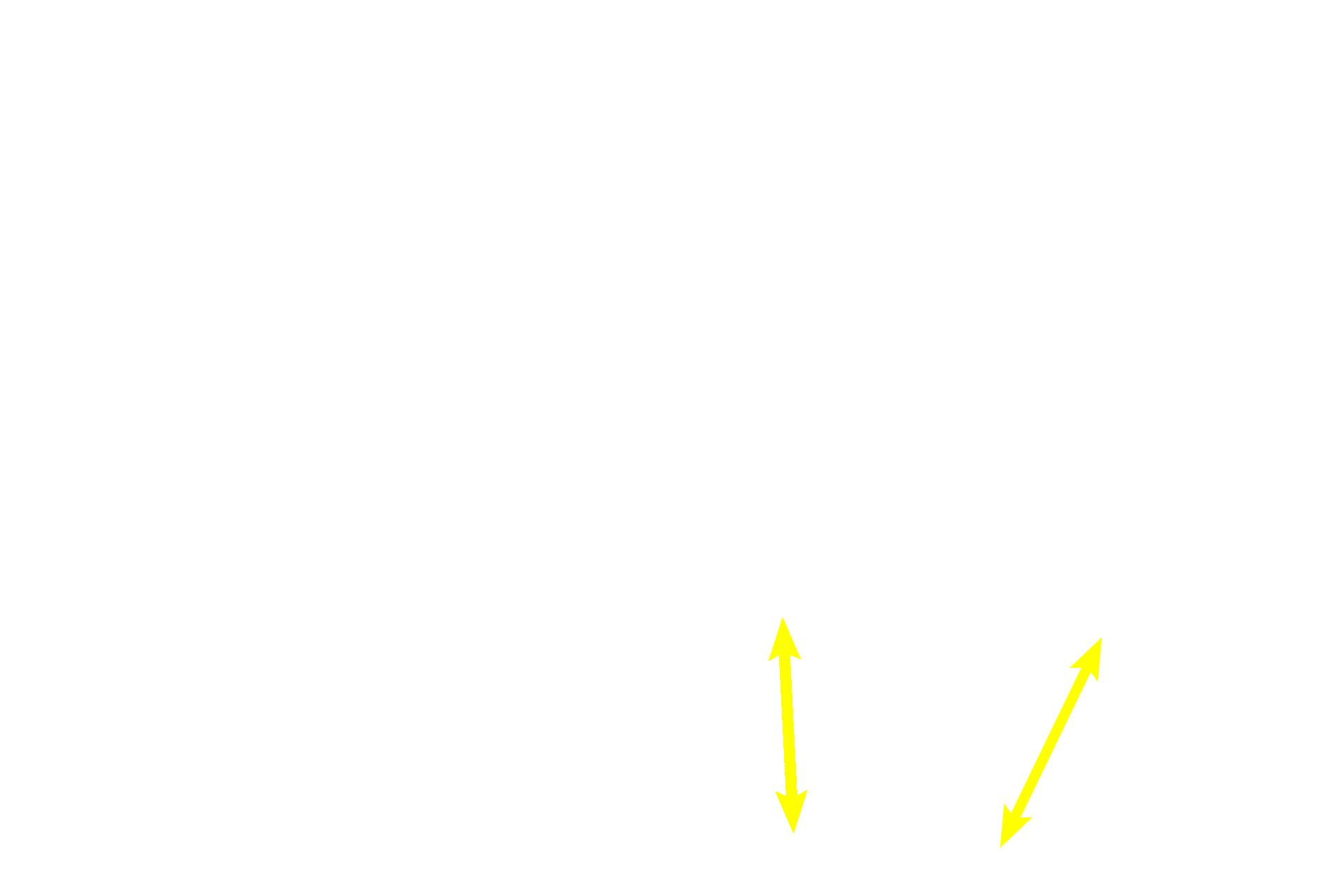 Tunica albuginea <p>Primordial follicles frequently appear in clusters near the surface of the ovarian cortex.  These follicles develop in fetal ovaries during gestation and are seen in this position throughout the reproductive life of the female. Primordial follicles consist of a primary oocyte surrounded by follicular cells, composed of a simple squamous epithelium and its underlying basement membrane.  400x </p>

