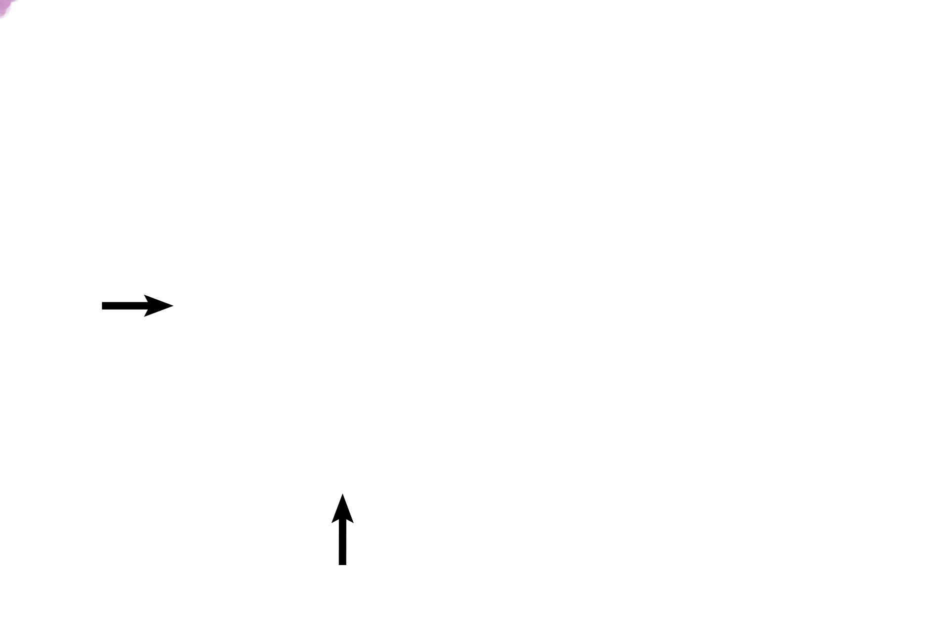 Basement membrane <p>A primary multilaminar follicle is formed when follicular cells, now termed granulosa cells, increase in volume and number, forming a stratified epithelial layer.  Zona pellucida, a highly refractile, glycoproteinaceous layer, is prominent around the oocyte at this stage.  Stromal cells surrounding the follicle differentiate into the theca (theca folliculi).  400x</p>
