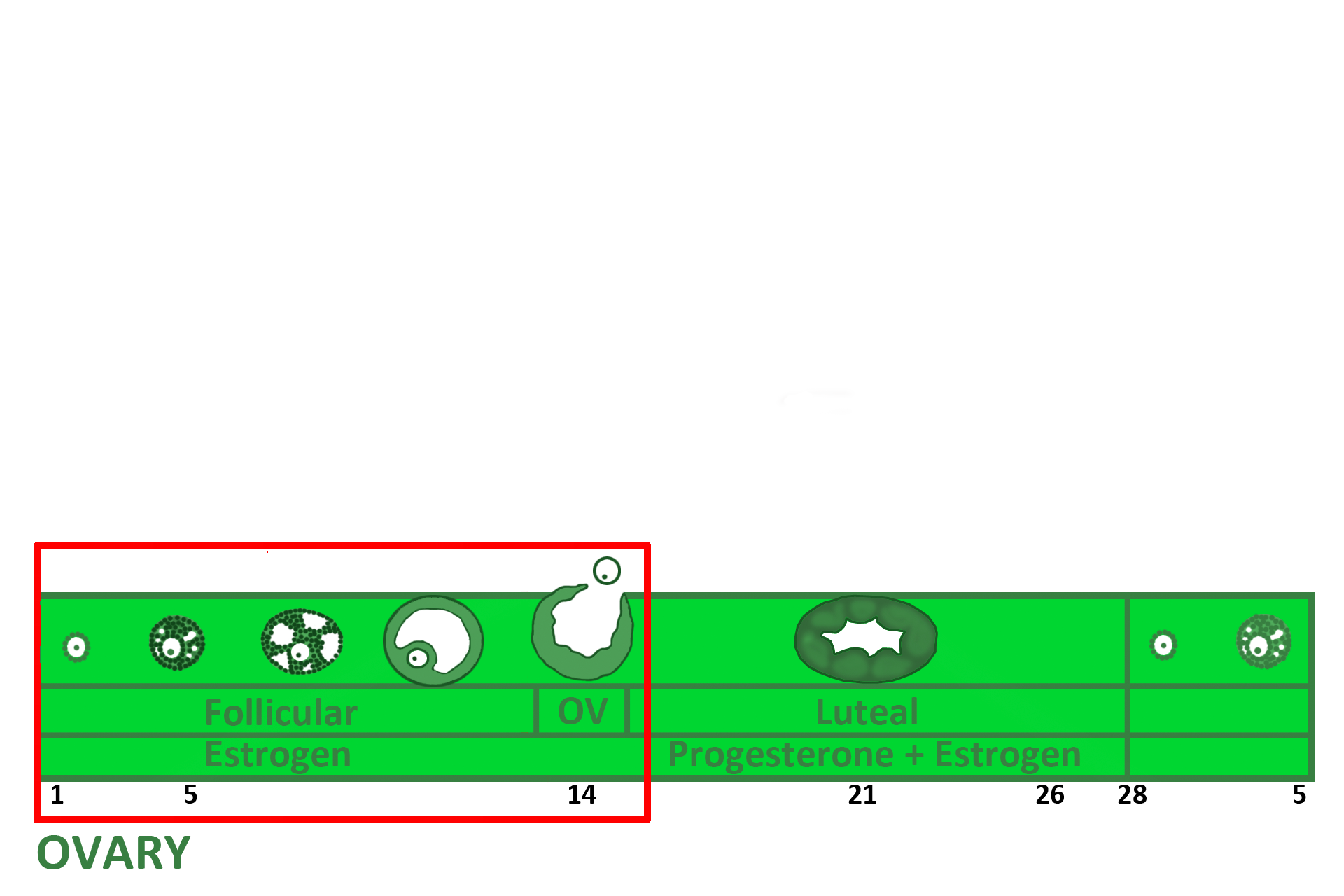 Graphic: follicular phase > <p>During the follicular phase of the ovarian cycle (Days 1-14), follicles housing oocytes are growing and secreting estrogen.</p>
