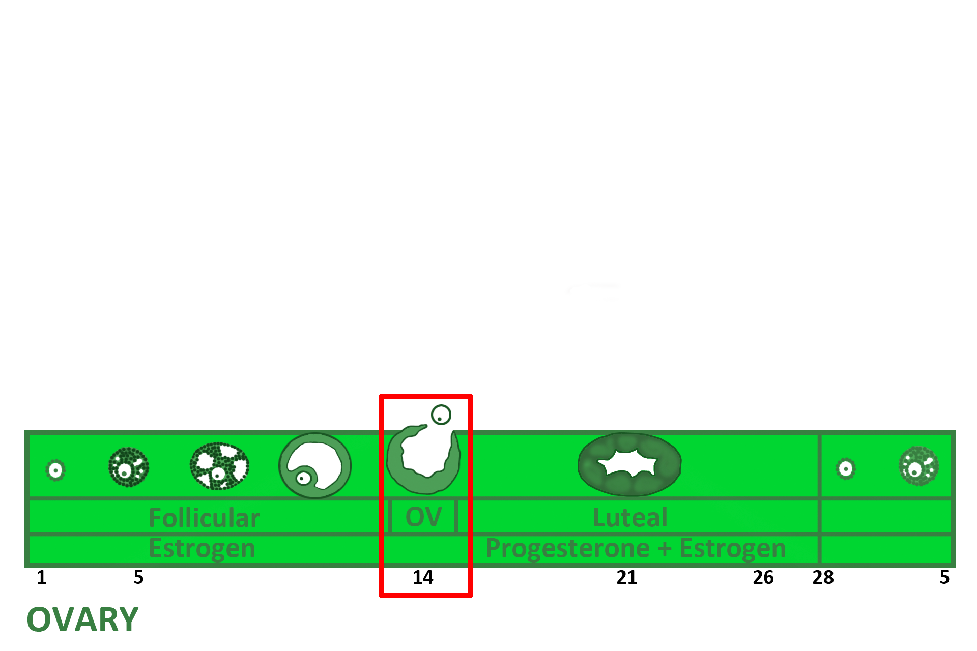 Ovulation > <p>On Day 14 a surge of LH stimulates a secondary follicle to greatly enlarge and form a mature or Graafian follicle.  Simultaneously, the primary oocyte completes the first meiotic division to form a secondary oocyte and the first polar  body.  At ovulation, the ovarian-follicular wall ruptures, releasing the secondary oocyte and its polar body, enclosed in the cumulus oophorus.   </p>
