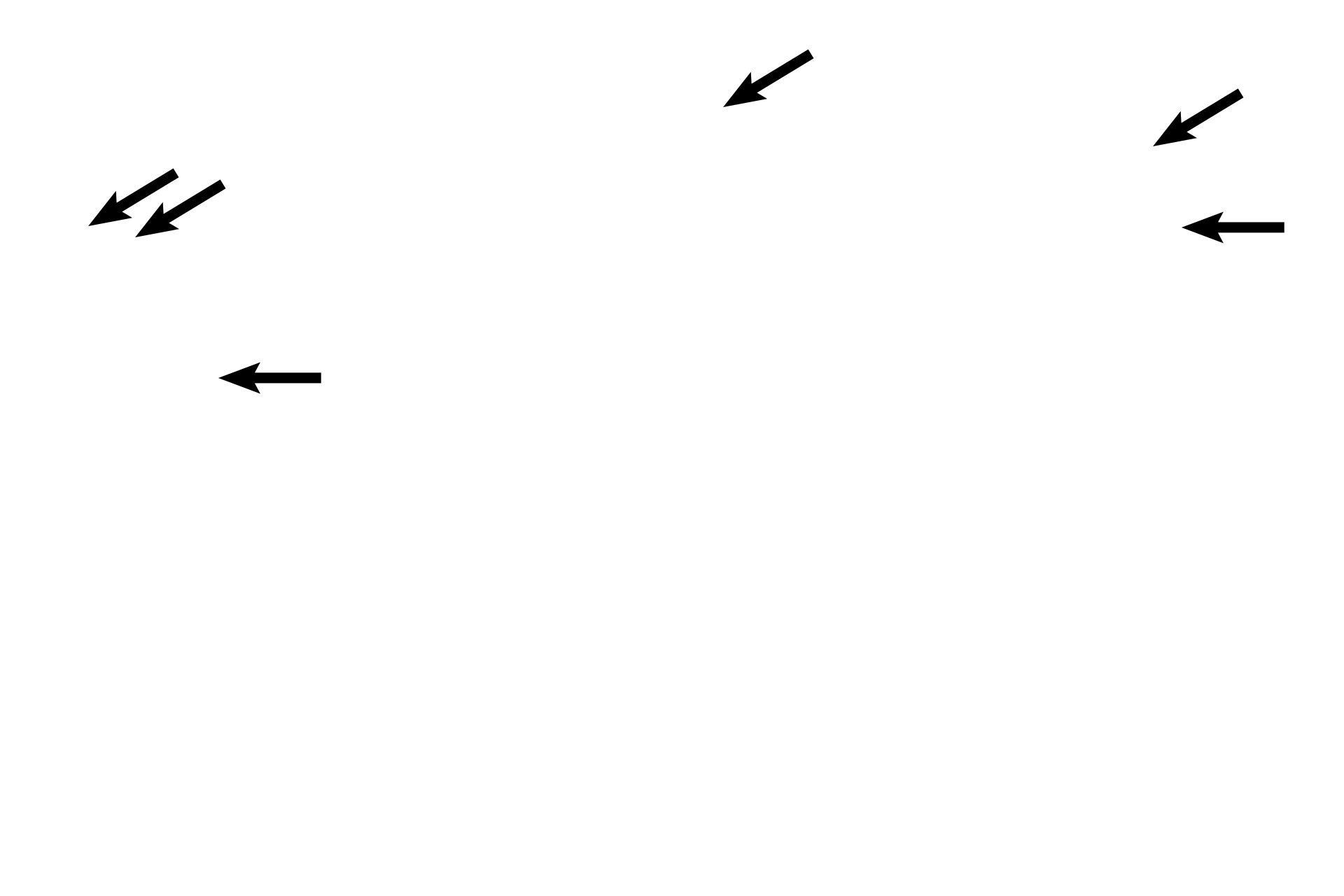 Blood vessels > <p>Typical of most endocrine organs, the corpus luteum possesses abundant blood vessels.</p>
