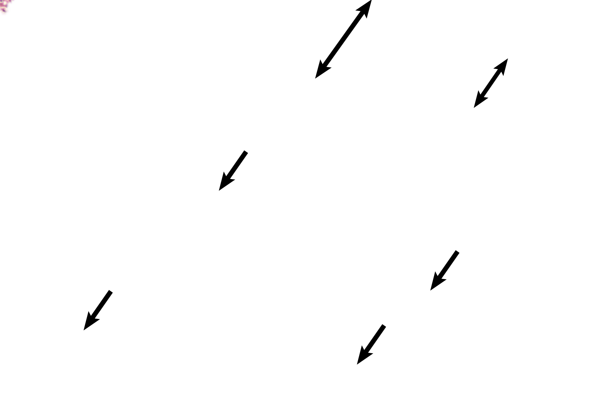 Embryonic connective tissue <p>The chorionic plate, attached to the amnion (not present here) encompassing the embryo, is composed of extraembryonic connective tissue covered by trophoblastic epithelium.  The two layers of the trophoblast cannot be differentiated at this magnification.   </p>
