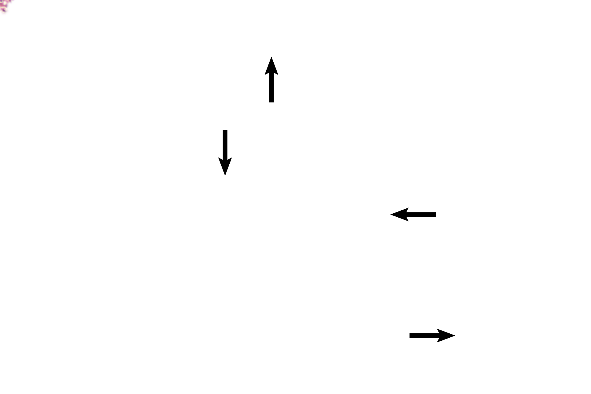 Trophoblast <p>The chorionic plate, attached to the amnion (not present here) encompassing the embryo, is composed of extraembryonic connective tissue covered by trophoblastic epithelium.  The two layers of the trophoblast cannot be differentiated at this magnification.   </p>
