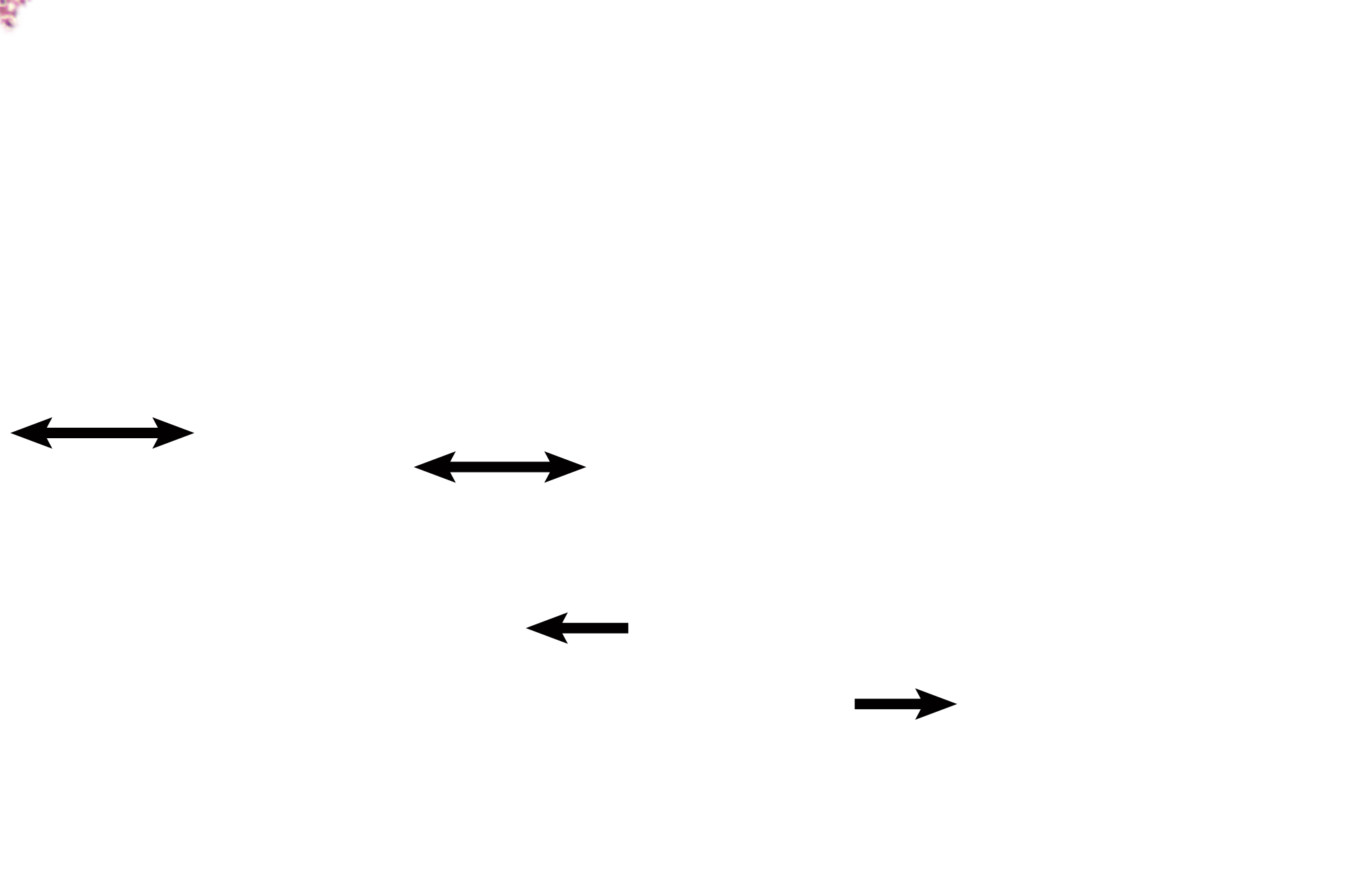 Floating villi <p>A stem villus, projecting from the chorionic plate, consists of a core of fetal connective tissue covered by the double-layered trophoblast.  Each stem villus branches into smaller floatiing villi that fill the intervillous space.  </p>
