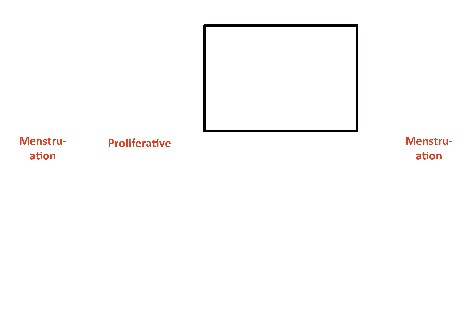 Days 14-26 > <p>Ovulation occurs and a corpus luteum forms, secreting progesterone and estrogen.  These hormones cause the functional zone to reach maximal activity by Day 21 (implantation). At this time the functional zone is thickest; glands are wide and secretory; and spiral arteries are coiled and readily visible.  By Day 24 some cells (predecidual) in the functional zone differentiate into cells capable of forming the maternal placenta.</p>
