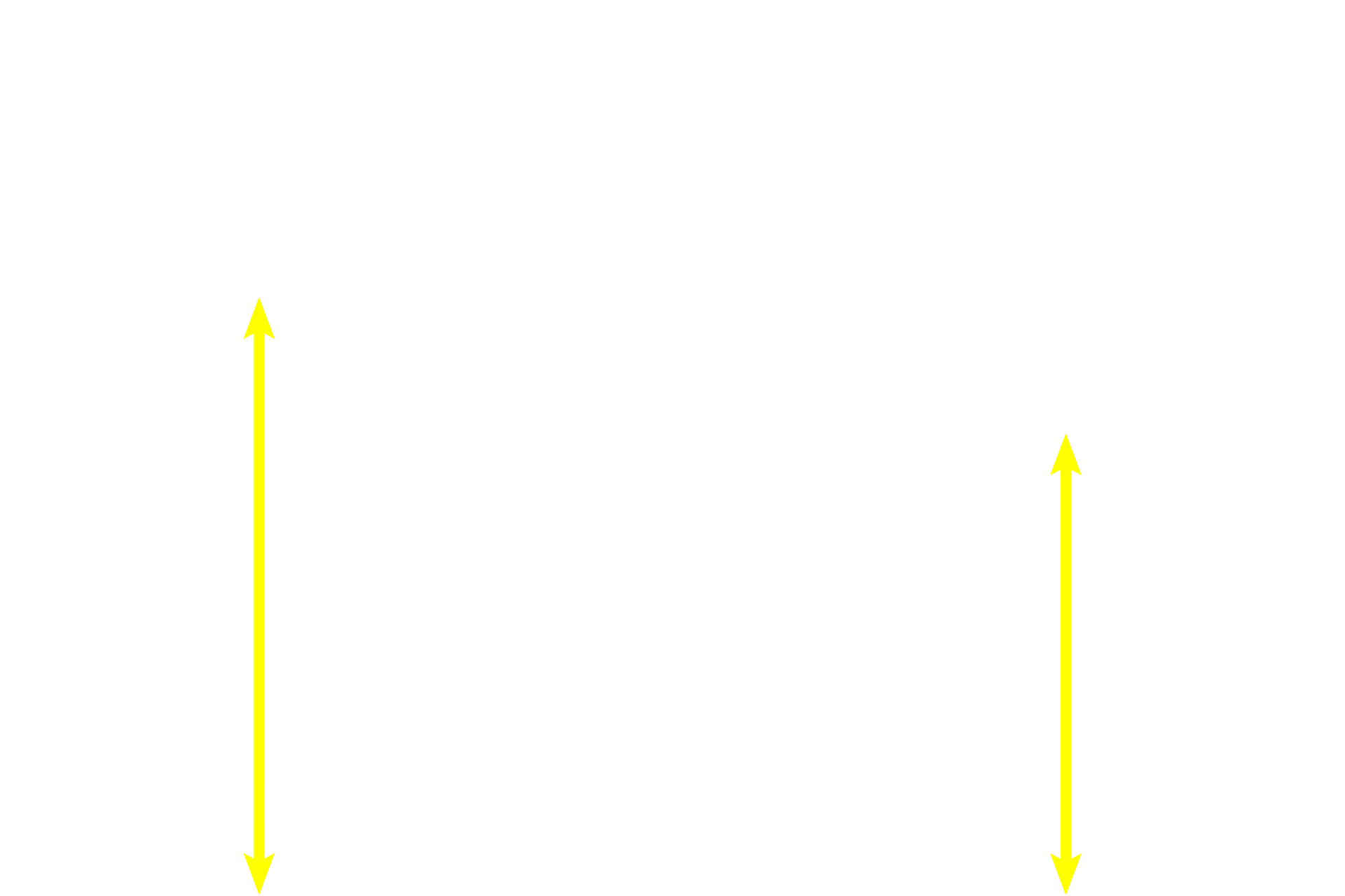 Myometrium <p>The secretory phase begins following ovulation. Uterine glands are actively secreting and the corpus luteum in the ovary is secreting progesterone and estrogen.  During the early portion of the secretory phase (shown here), the endometrium is thicker than during the proliferative stage and the glands are more sacculated; spiral arteries are present, but are not highly coiled. 10x, 10x</p>
