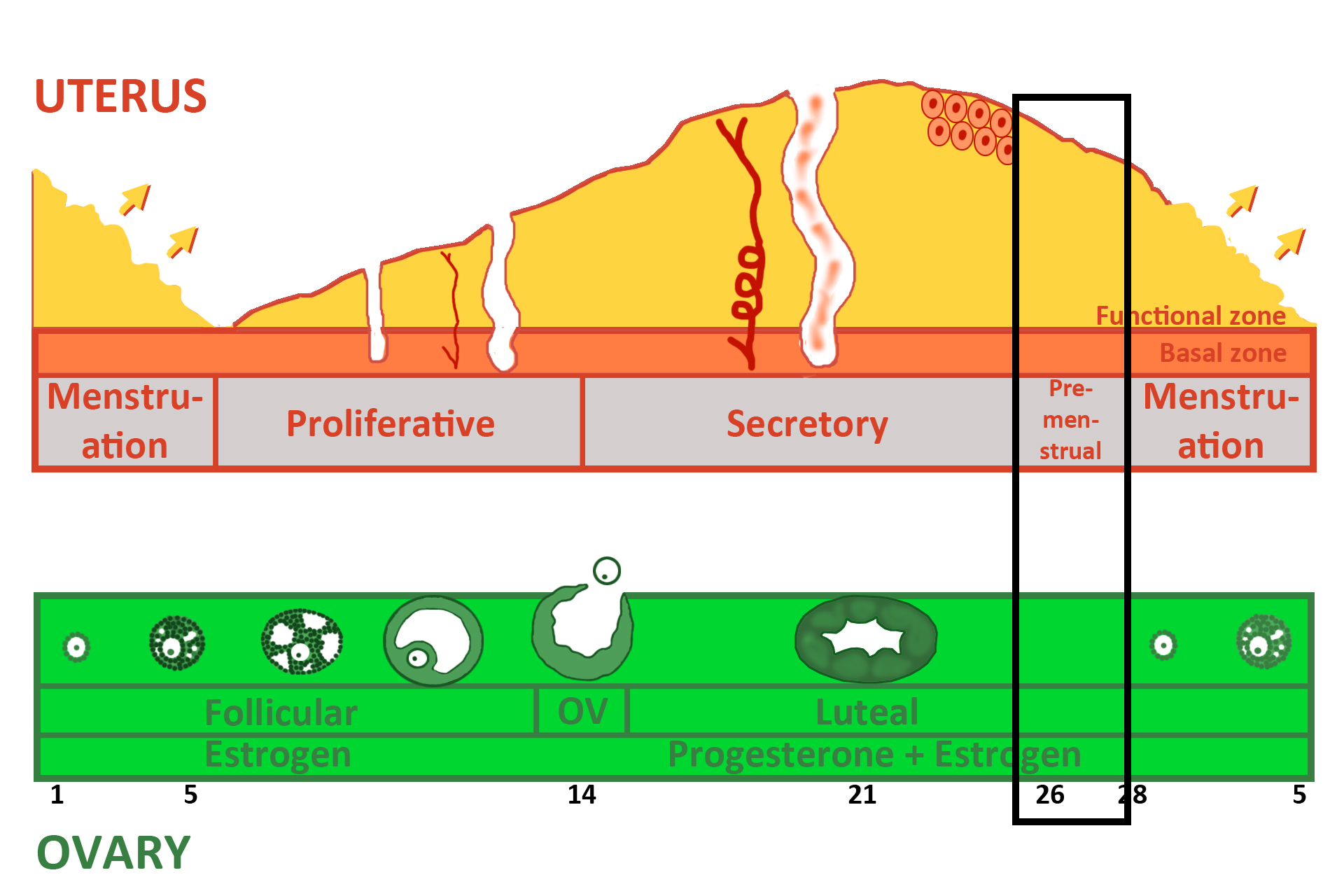 Graphic: pre-menstrual<br> phase > <p>The premenstrual phase (ischemic portion of secretory phase) occurs on days 26-28. The corpus luteum  decreases its production of progesterone and estrogen that stimulate the functional zone of the uterus.  Lack of ovarian hormones results in ischemia, death and sloughing of the functional zone that, in turn, leads to menstruation.  Note the stage of the ovarian cycle at this time.</p>
