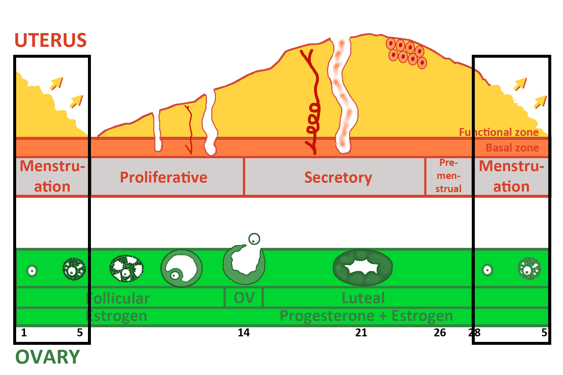 Graphic: menstrual phase > <p>Note that the menstrual phase of the uterine cycle overlaps the beginning of the follicular phase of the ovarian cycle.</p>
