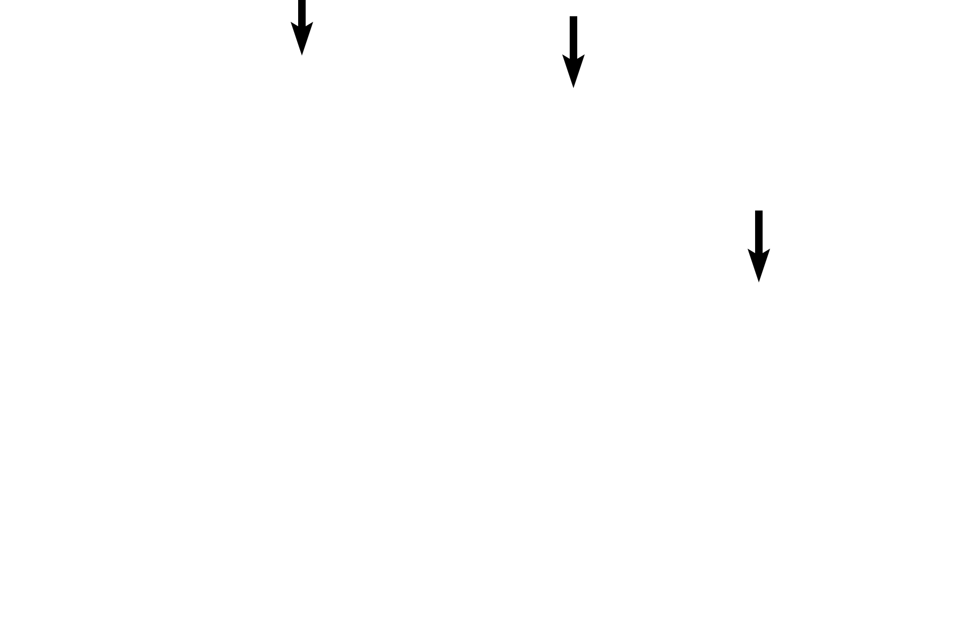 Simple columnar epithelium <p>The plicae palmatae are palm-frond shaped folds that penetrate cervical connective tissue from the epithelium lining the endocervical canal. These folds secrete abundant mucus at the time of ovulation, under the influence of estrogen secreted by ovarian follicles. 200x</p>
