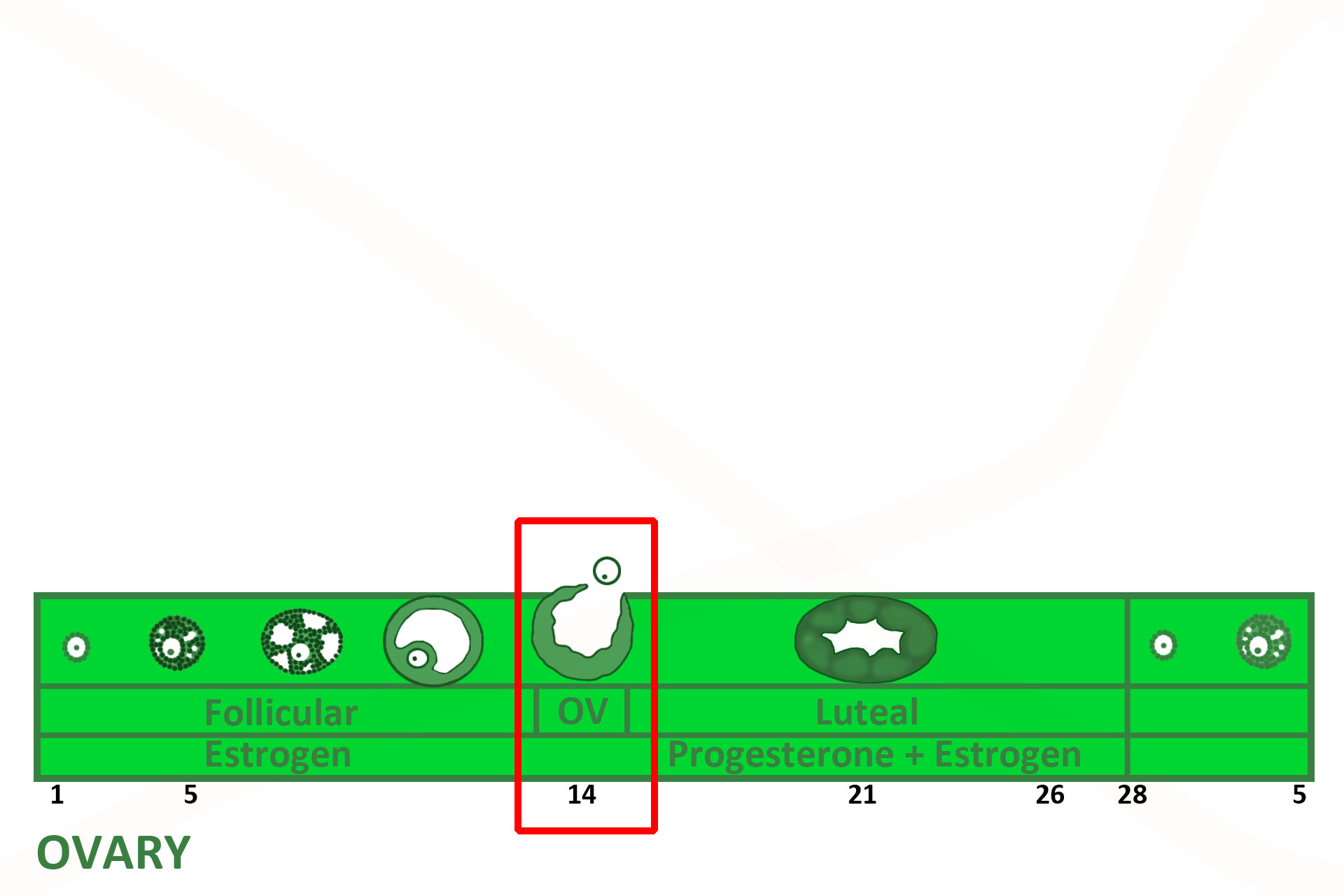 Graphic: cervix > <p>The cervix  dos not participate in menstruation. Its function is to produce abundant, alkaline mucus at the time of ovulation. This mucus neutralizes the acidity of the vagina, nourishes sperm, and serves as a conduit to direct sperm into the cervix. The cervix reaches peak functional activity at ovulation on Day 14 under the influence of high estrogen from ovarian follicles.</p>
