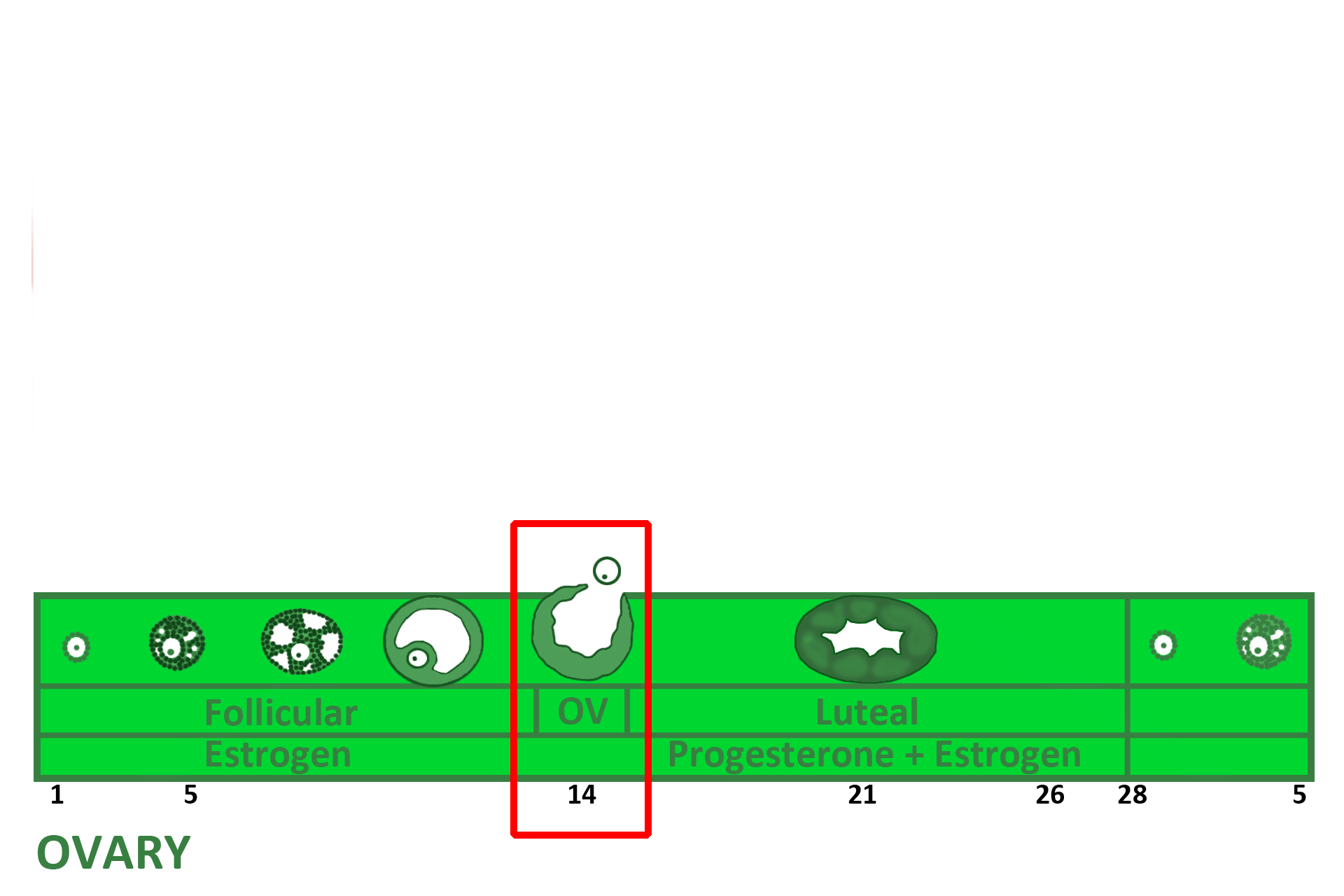 Graphic: vagina  > <p>The vagina is lined with stratified squamous moist epithelium to protect the organ during intercourse and parturition.  This epithelium responds to high estrogen at the time of ovulation by increasing the number of cell layers and by accumulating abundant glycogen.    </p>

