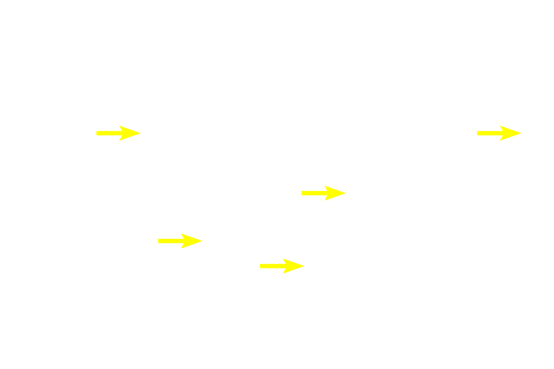Stroma <p>In this section of the anterior pituitary gland, the hormone-secreting parenchymal cells are stained orange and blue.  The stroma of the gland is formed by collagen fibers, providing a sturdy framework for the organ.  This section is specially stained by the Masson method, which employs a collagen stain similar to that used in the trichrome stain.  The stroma also conveys blood vessels into the organ. 400x</p>
