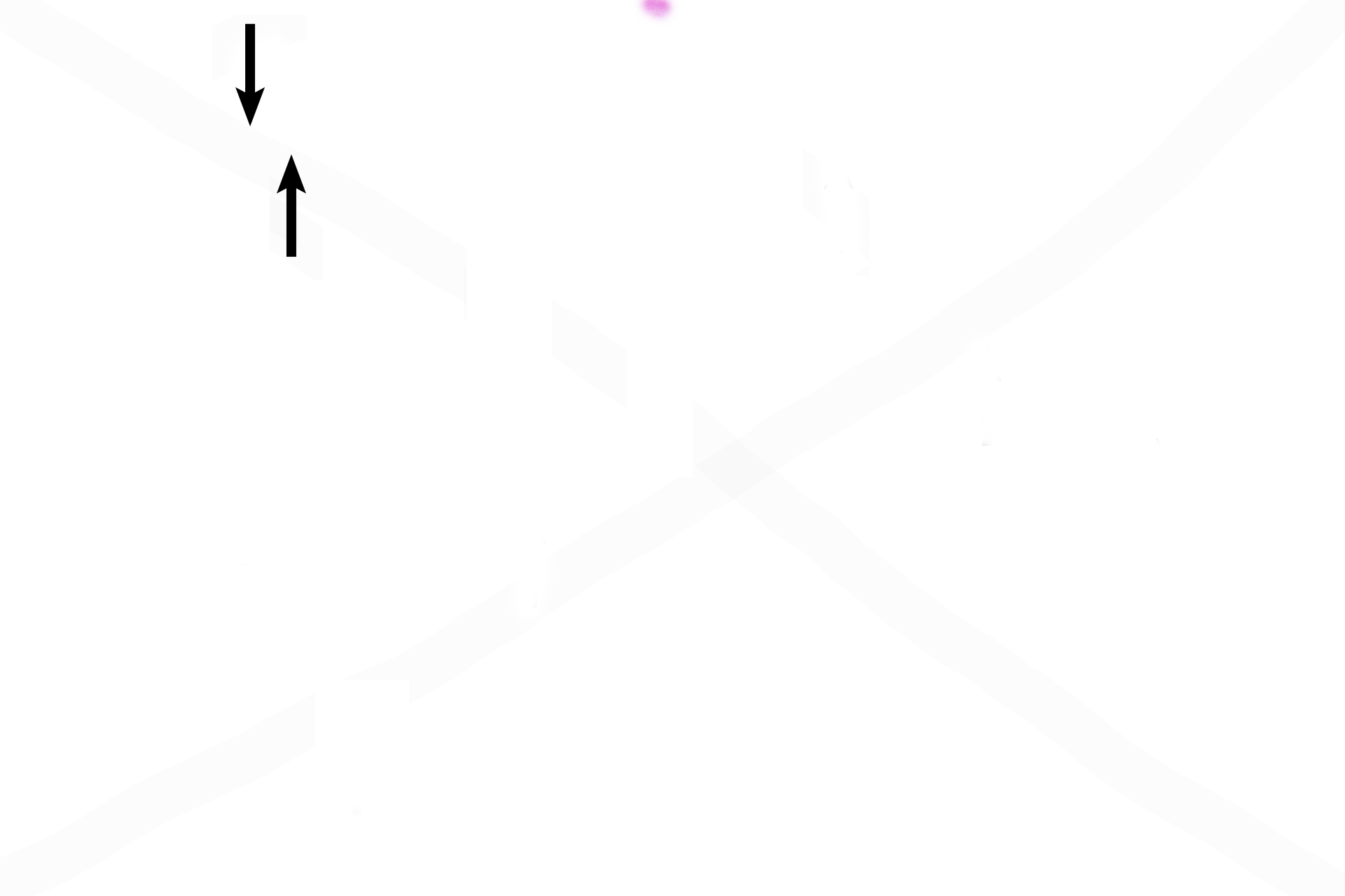 Fibroblasts <p>Fibrocartilage, with its irregularly arranged fibers, is difficult to differentiate from dense irregular connective tissue. Rounded chondrocytes, frequently with visible cytoplasm and lacunae, differentiate fibrocartilage from connective tissue proper. Fibroblasts are distinguished by their flattened, heterochromatic nuclei and lack of visible cytoplasm and lacunae. 400x</p>
