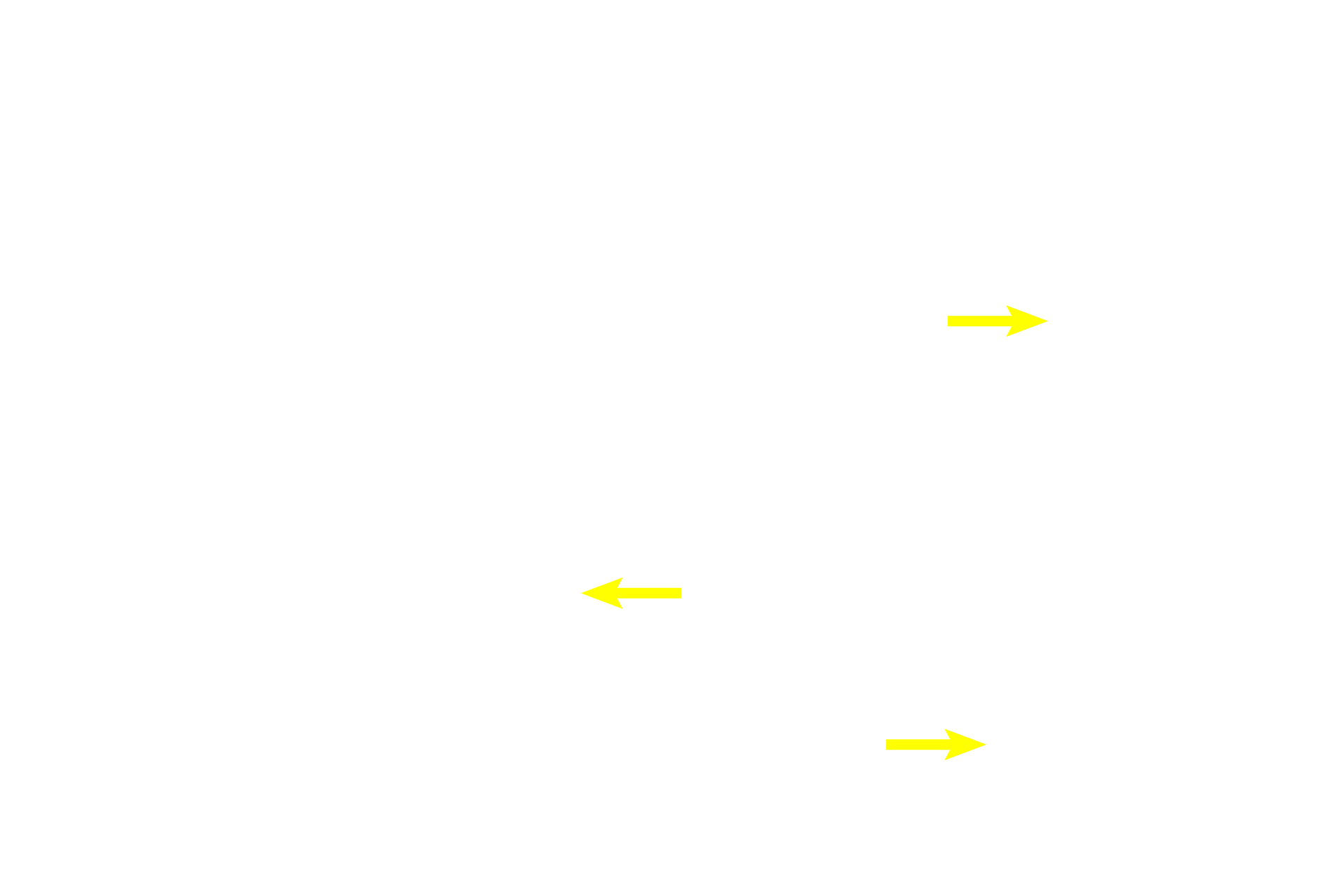 Territorial matrix <p>Hyaline cartilage is identified by its blue-purple appearance and by its isogenous groups of chondrocytes. The lack of blood vessels in hyaline cartilage means that nutrients and wastes must diffuse through the tissue, thus limiting the thickness of the hyaline cartilage. 400x</p>
