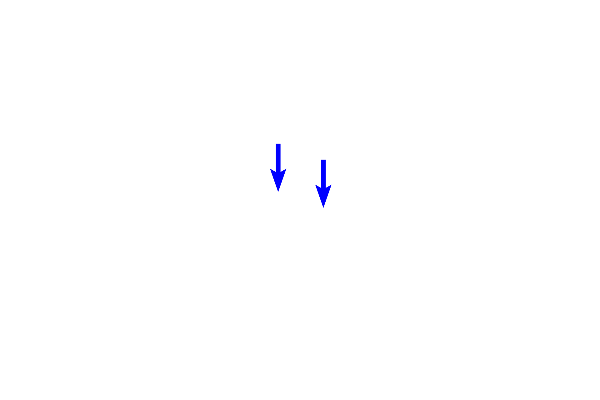 Sister chromatids <p>In mitotic cells, diplosomes produce the spindle apparatus, which is responsible for segregating chromosomes into the daughter cells.  Prior to mitosis, the diplosomes replicate and each pair migrates to opposite poles of the nucleus.  Microtubules extend from the centrioles and contact the sister chromatids.  Whitefish blastula  1500x</p>
