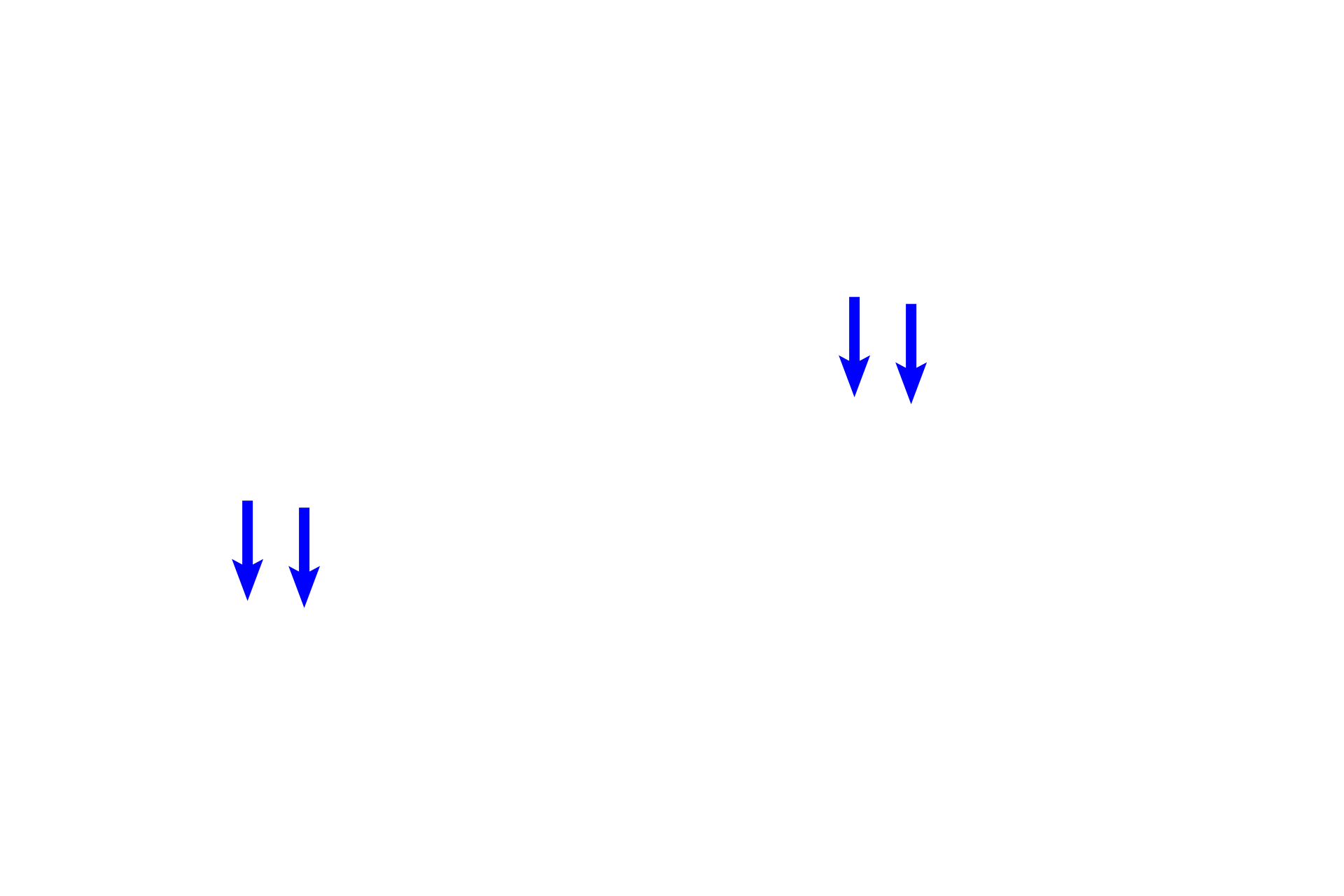  -- Tectorial membrane <p>An illustration and a histological section of a single turn of the osseous cochlea show the cochlear duct positioned between the scala vestibuli and scala tympani. The receptor for hearing, the organ of Corti, is located on the basilar membrane (floor) of the cochlear duct. 100x</p>
