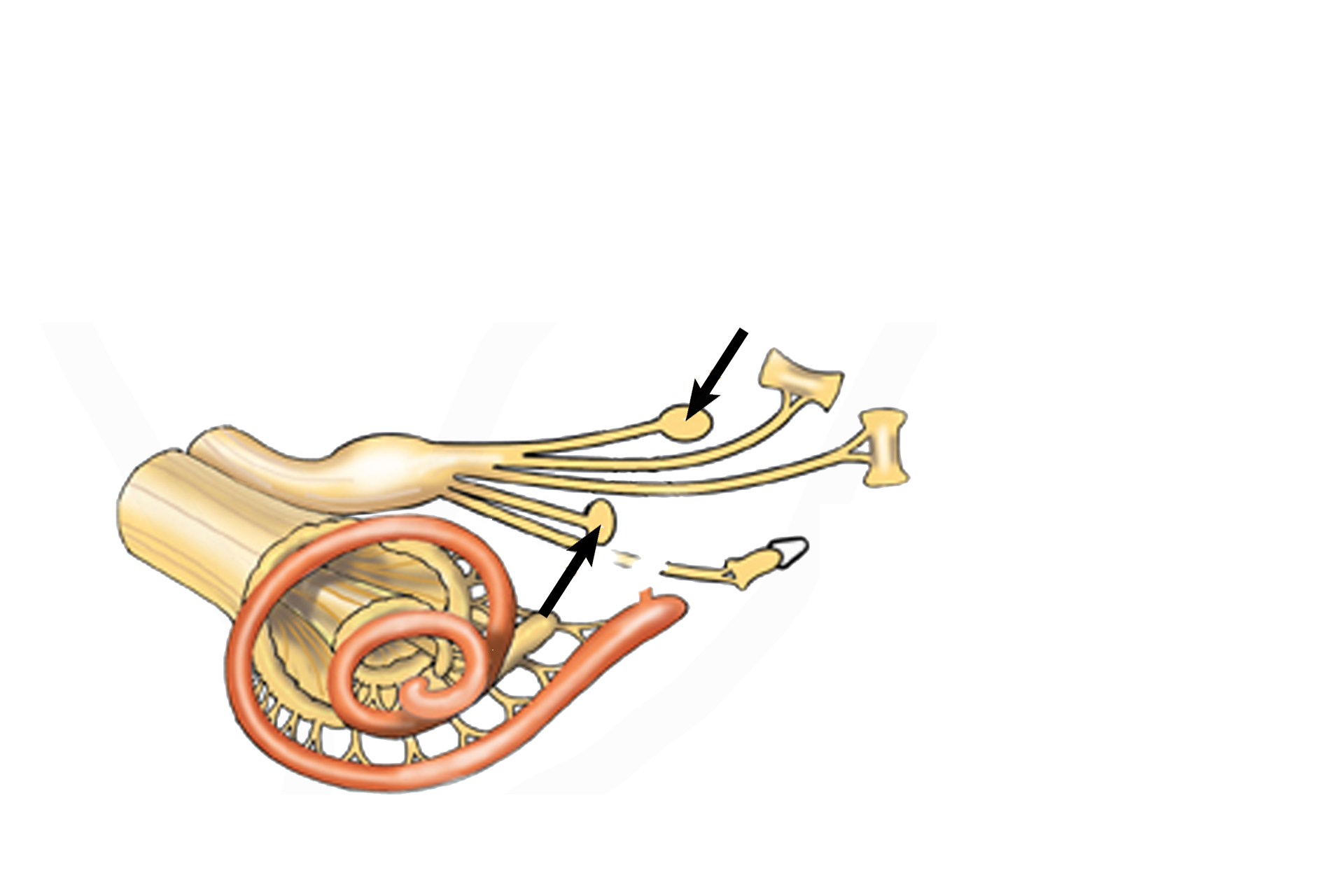 Maculae > <p>The receptor called the macula is a thickening in the wall of both the utricle and the saccule that responds to changes in linear acceleration and the force of gravity.  </p>
