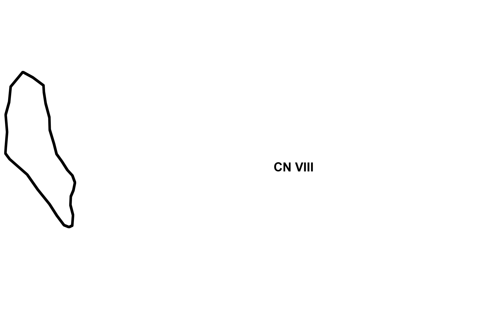 Ganglion of CN VIII > <p>The sensory cell bodies of the neurons supplying the maculae and cristae ampullares are located adjacent to these receptors. These neurons are part of the vestibular division of the vestibulocochlear nerve, CN VIII.</p>
