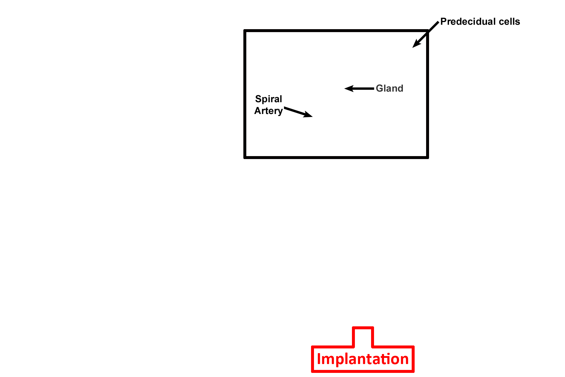 Implantation > <p>The uterine function is to house and nourish the embryo/fetus during pregnancy.  Thus, the endometrium reaches its peak activity at implantation (day 21) when: the endometrium is thickest; the blood supply is well developed; and glands are actively secreting.  Cells will soon appear to form the maternal placenta.  The endometrium is stimulated by estrogen and then by progesterone and estrogen.</p>
