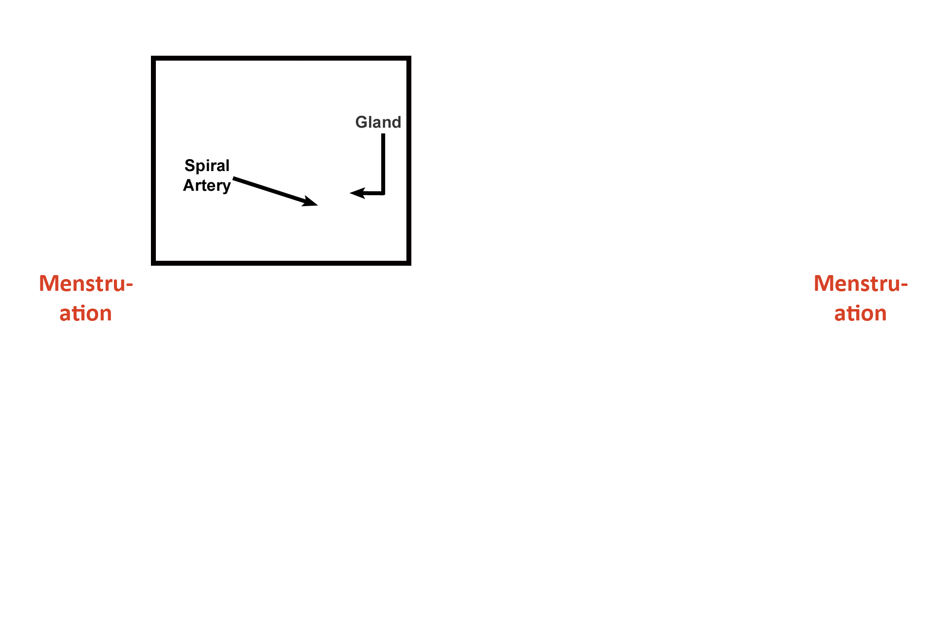 Days 6-14 > <p>At the end of menstruation, ovarian follicles are growing and increasing their production of estrogen, which stimulates the regrowth of the functional zone of the endometrium.  During this phase, glands are narrow and straight; spiral arteries are narrow, not coiled, making their identification difficult; and the functional zone is thickening.</p>
