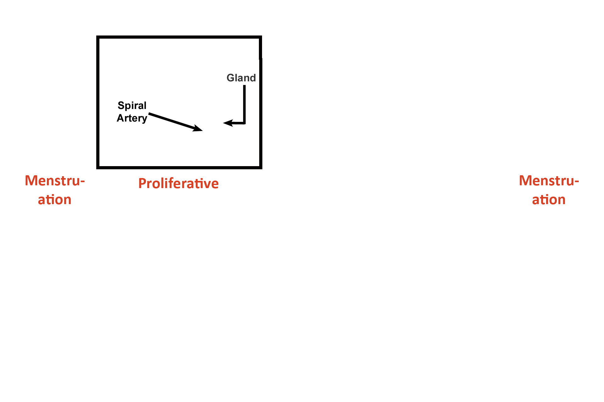  - Stage > <p>Because the functional zone is proliferating, Days 6-14 are called the proliferative phase of the menstrual (uterine) cycle.</p>
