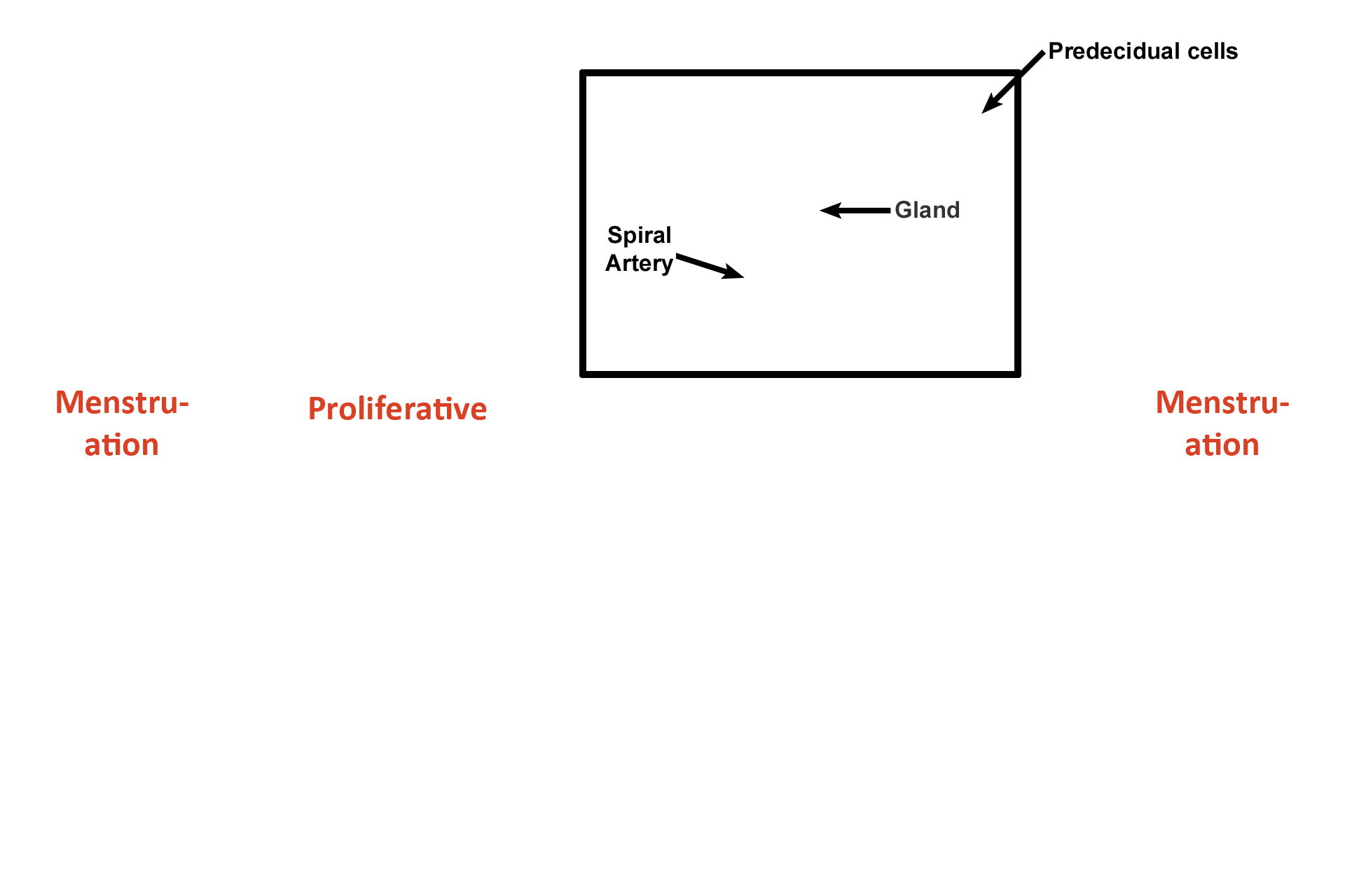 Days 14-26 > <p>Ovulation occurs and a corpus luteum forms, secreting progesterone and estrogen.  These hormones cause the functional zone to reach maximal activity by Day 21 (implantation). At this time the functional zone is thickest; glands are wide and secretory; and spiral arteries are coiled and readily visible.  By Day 24 some cells (predecidual) in the functional zone differentiate into cells capable of forming the maternal placenta.</p>
