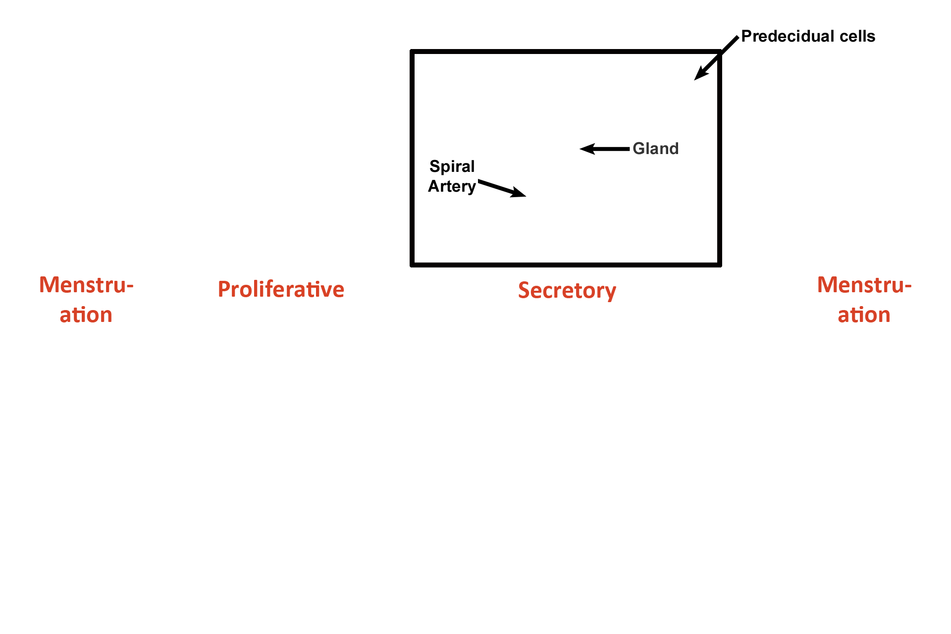  - Stage > <p>Because uterine glands are actively secreting, this phase, from Days 14-26, is called the secretory phase of the menstrual (uterine) cycle. </p>
