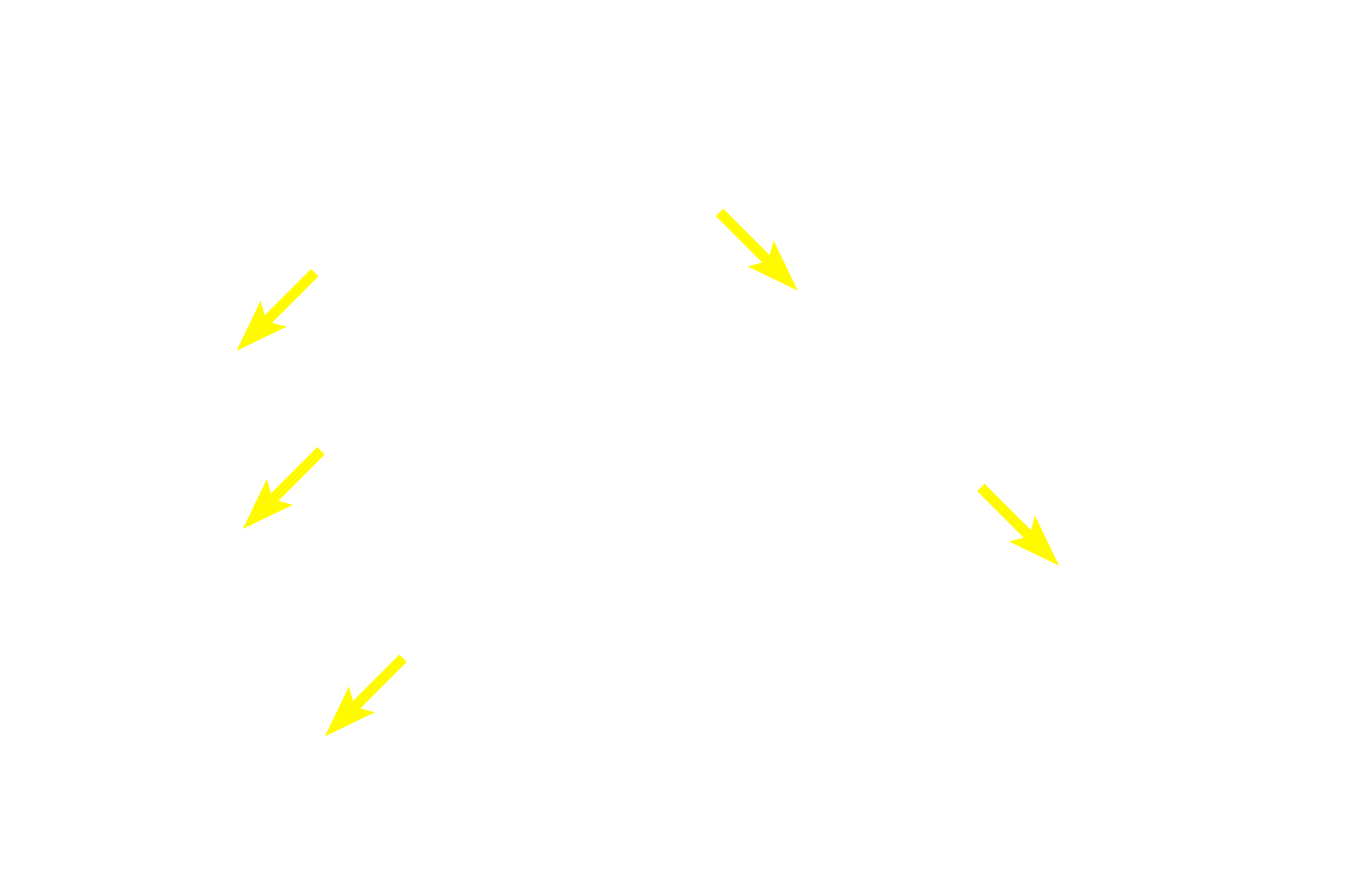  - Mucin <p>The simplest gland is a unicellular gland, which can be either endocrine or exocrine.  The goblet cells shown here represent unicellular exocrine glands that remain in the epithelium from which they originated.  These cells secrete mucus and are prominent in the lining epithelium of the gastrointestinal and respiratory systems.  Small intestine  400x</p>
