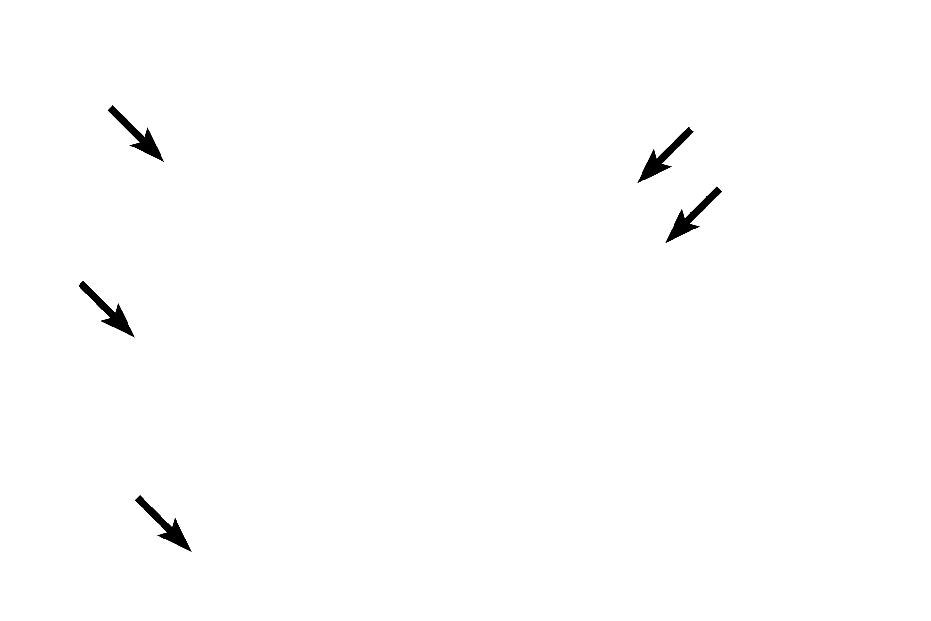  - Brush border <p>These goblet cells are embedded in a layer of absorptive cells that comprise a simple columnar epithelium. The absorptive cells have a prominent brush border composed of microvilli to increase absorptive surface area. The absorptive epithelium and its underlying loose connective tissue form a villus that also increases intestinal surface area.</p>
