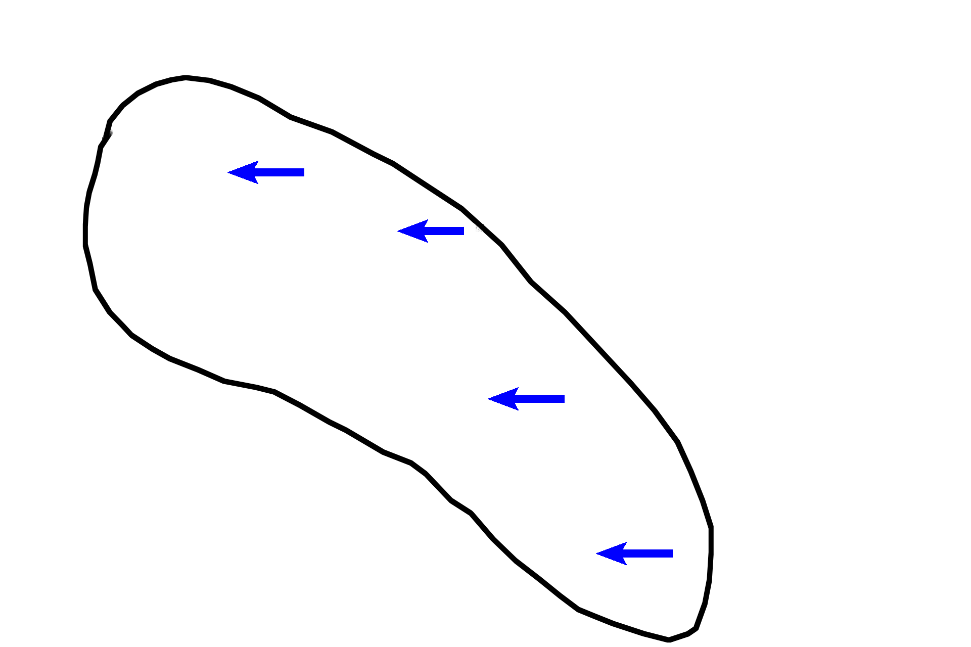 Mammary gland > <p>Each breast is composed of 15-20 individual mammary glands, that represent modified sweat glands. Each mammary gland constitutes a lobe (oval) with multiple lobules (arrows) and opens onto the nipple via a separate lactiferous duct. This image shows the breast of an adult female in the inactive stage, when only ducts are present.</p>
