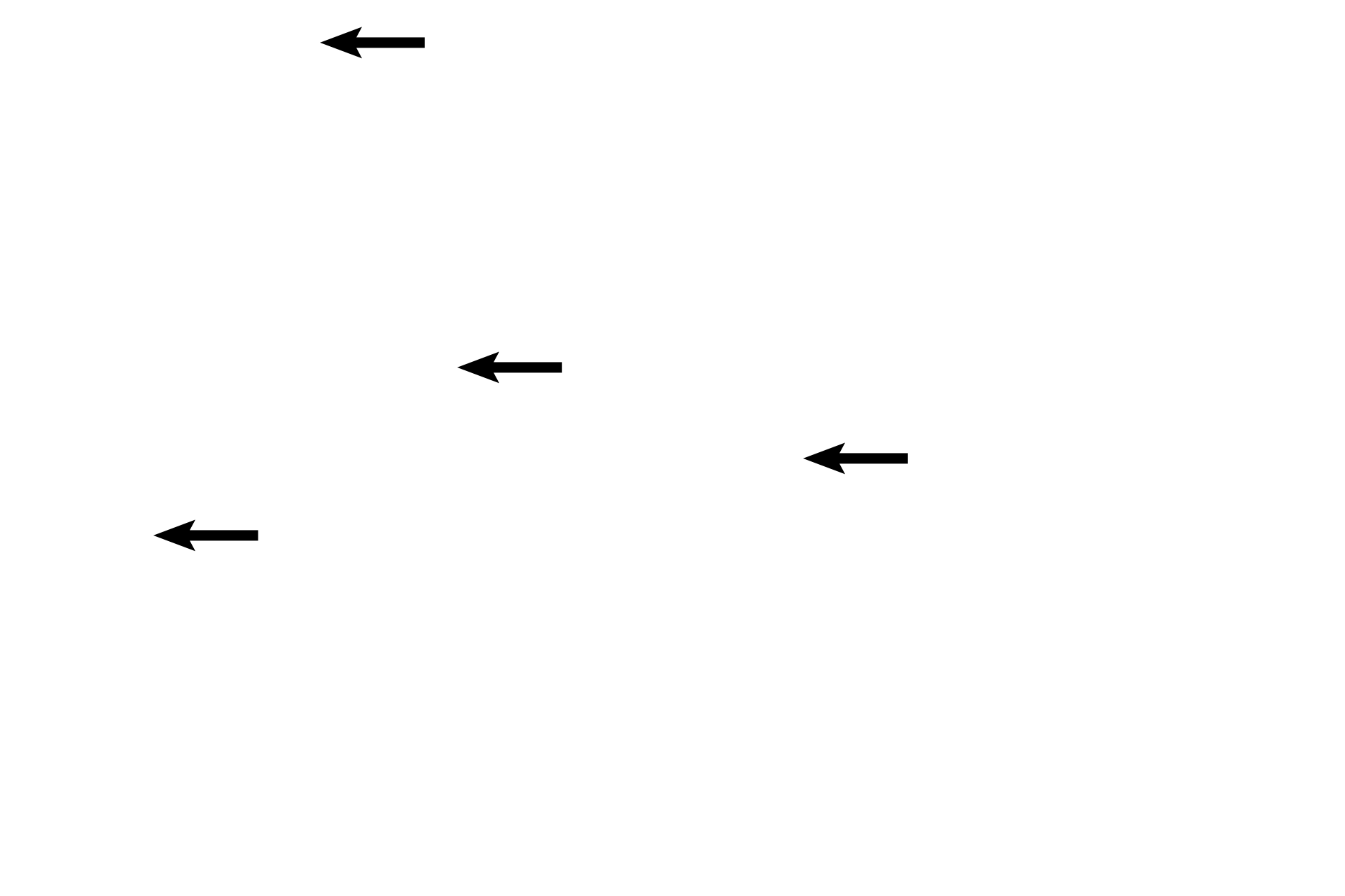  - Interlobular connective tissue > <p>The inactive breast contains abundant adipose tissue and connective tissue proper, which correspond to layers of the dermis. Although mammary glands are classified as tubuloacinar, the inactive breast has no functional acini, which means ducts predominate. This stage is also characterized by a greater proportion of interlobular connective tissue than glandular tissue.</p>
