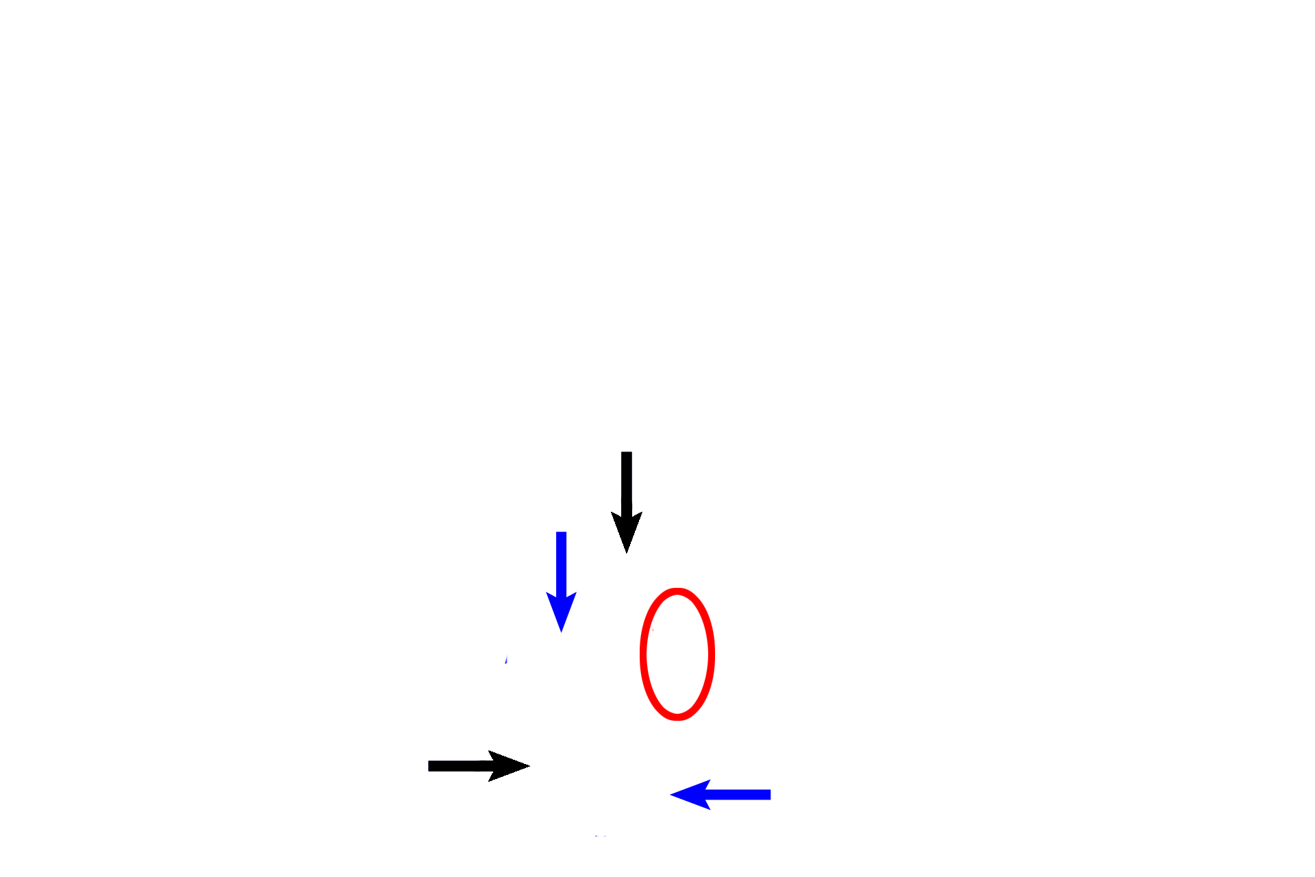 Testis stroma > <p>The testis is surrounded by a dense connective tissue capsule, the tunica albuginea (black arrows). Connective tissue, projecting inward from its posterior surface, forms the mediastinum (red oval), through  which blood vessels and ducts enter and/or exit the testis. Septa (blue arrows) extend between the capsule and the mediastinum, dividing the testis into lobules. In this simplified drawing, only their connections with the tunica albuginea are shown.</p>
