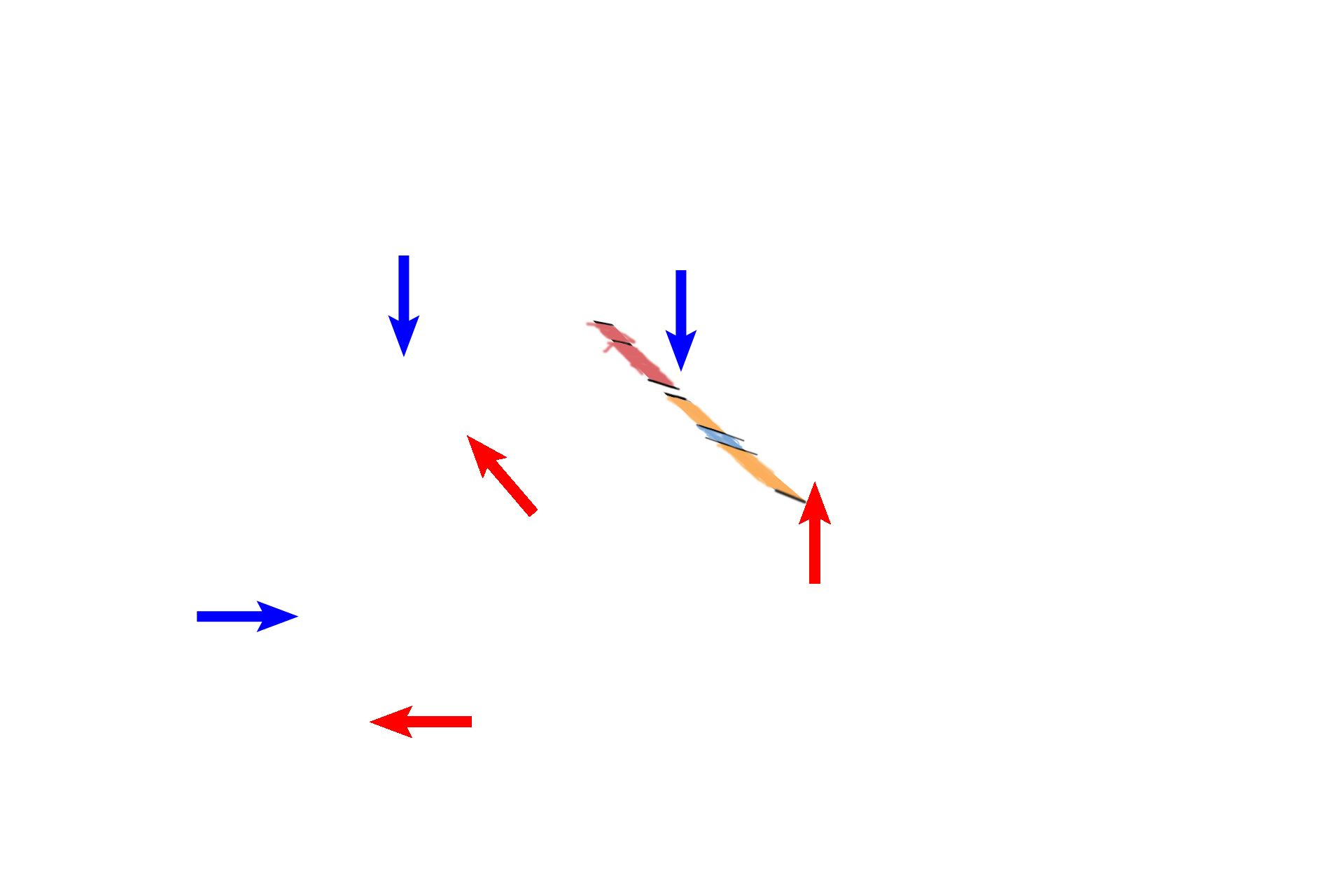 Penis > <p>The penis consists of paired dorsal bodies, corpora cavernosa (blue arrows), and a single, ventral corpus spongiosum (red arrows) that houses the penile urethra.  Cavernous spaces in these bodies form erectile tissue, becoming engorged with blood during erection so that the ejaculate (sperm and glandular secretions) can be intromitted into the female during intercourse.</p>

