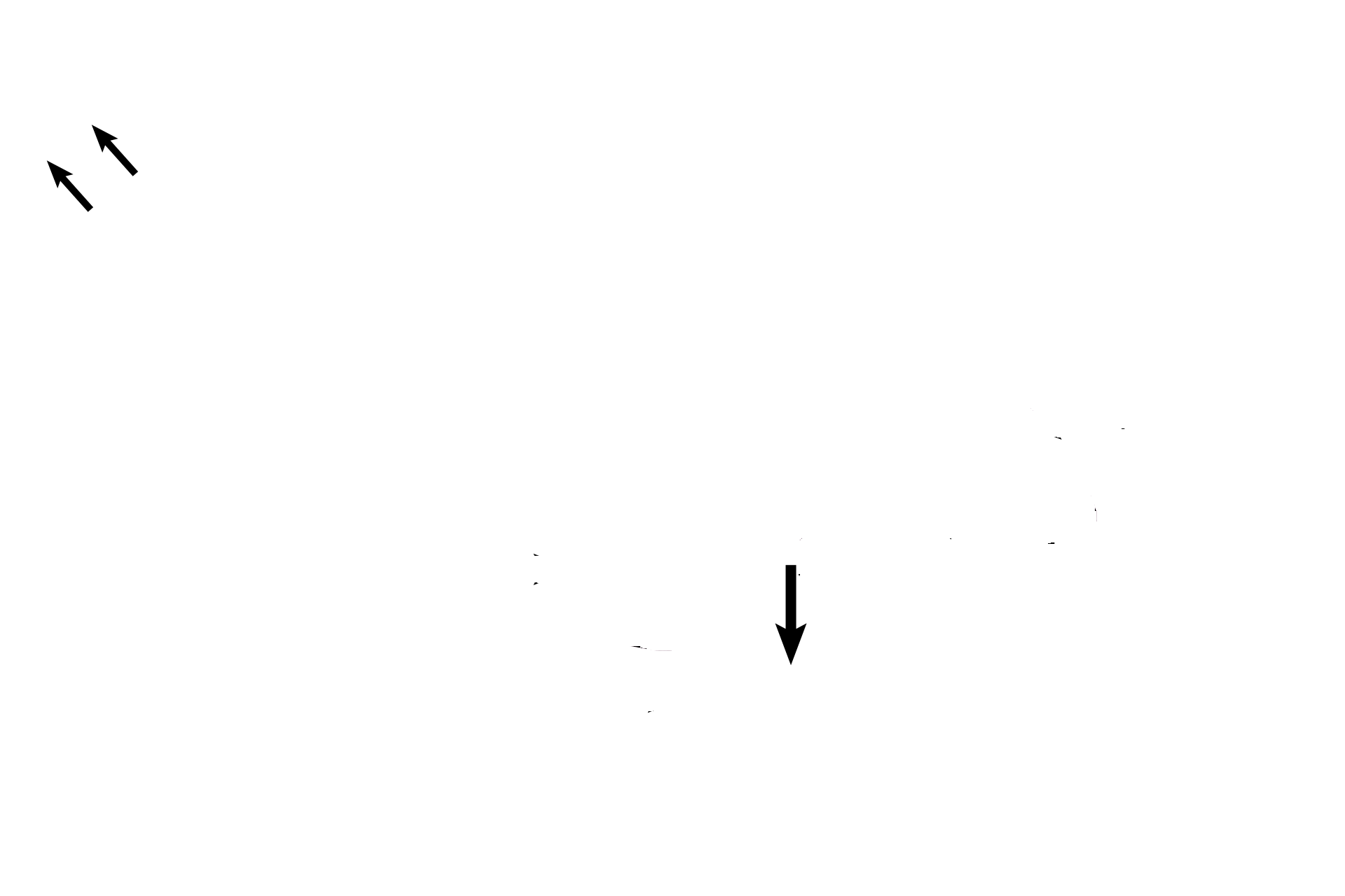  - Urethra <p>The corpus spongiosum is another cylinder of erectile tissue that lies in the ventral midline.  Its tunica albuginea is less dense than that surrounding the dorsal corpora, thus ensuring that the urethra it contains will not be occluded during ejaculation.  The glands of Littre are mucus-secreting glands that secrete into the urethra. </p>
