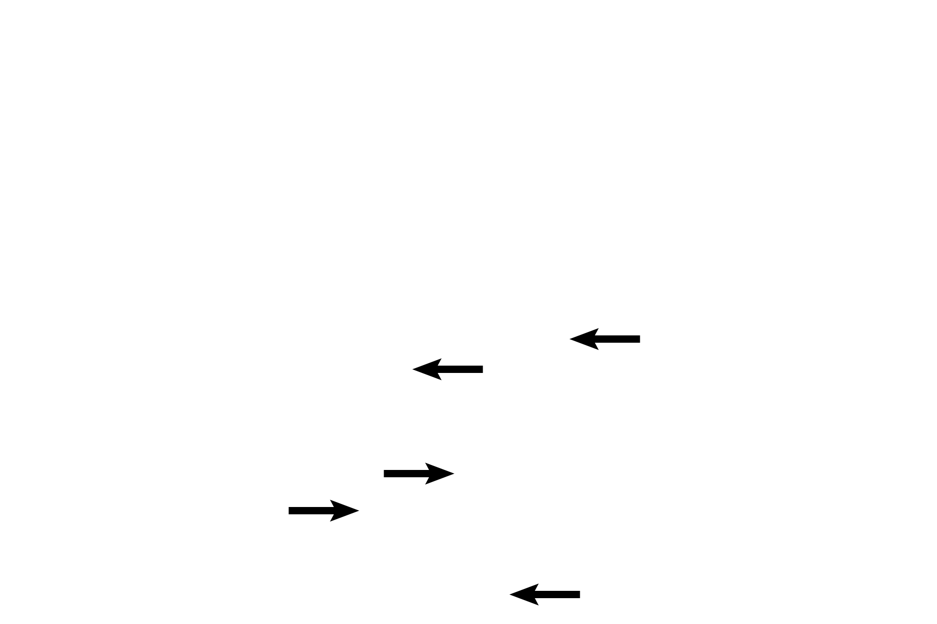 Glands of Littre <p>The three corpora of the penis are shown here. The two corpora cavernosa are located dorsally with the tunica albuginea surrounding and separating them. The ventral corpus spongiosum contains the urethra and the glands of Littre that extend from it. 100x</p>
