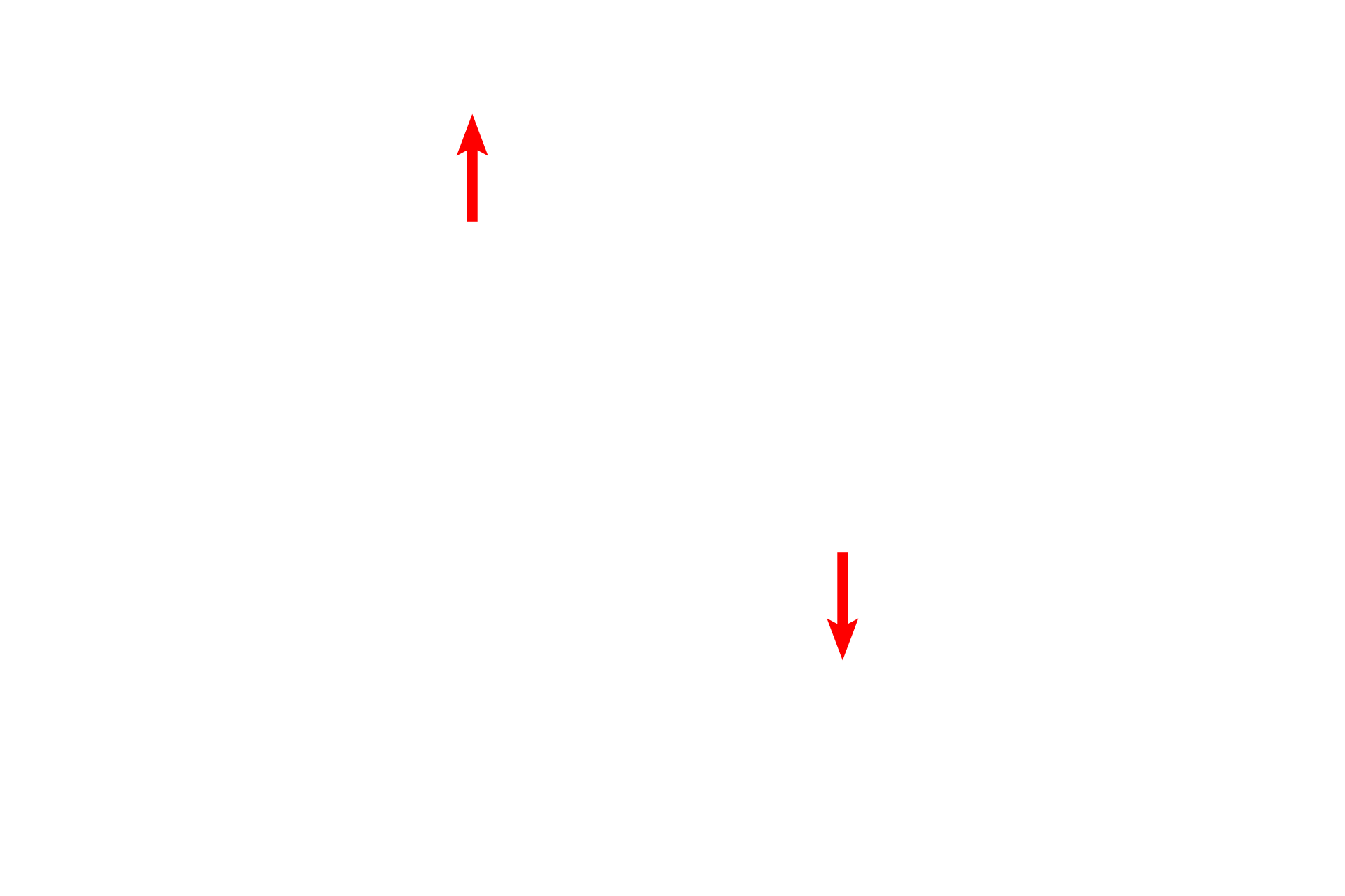 Volkmann's canals <p>Interstitial lamellae are the remnants of osteons that remain after a resorption canal incompletely erodes those osteons. Interstitial lamellae are seen adjacent to the Haversian system that filled in the resorption canal. 400x</p>

