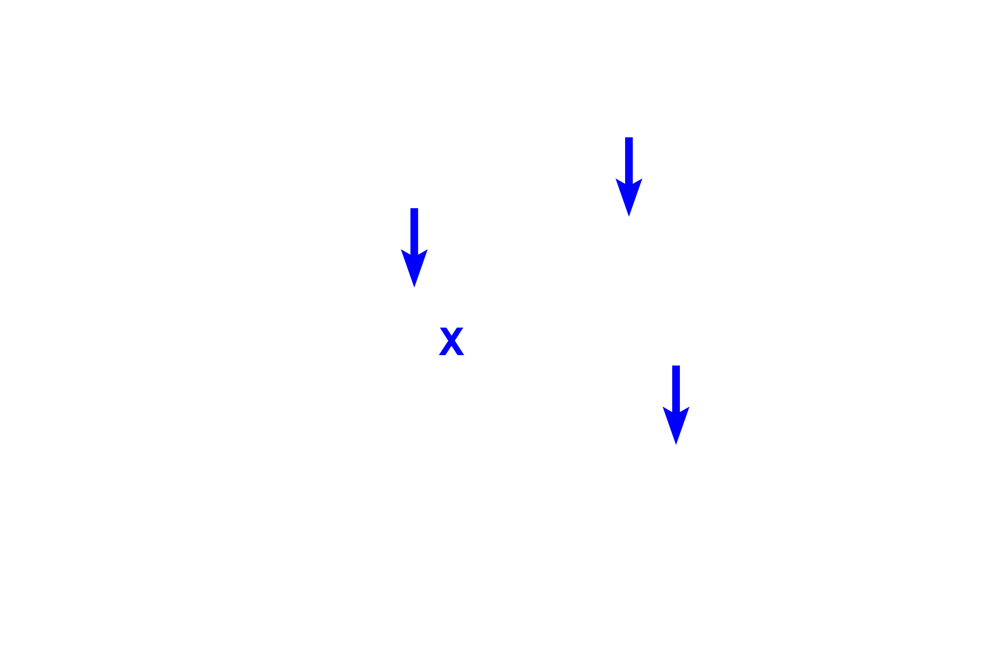 Extracellular matrix > <p>The extracellular matrix of connective tissue proper is composed of a gelatinous ground substance (X) and collagen, elastic and reticular fibers (arrows).</p>
