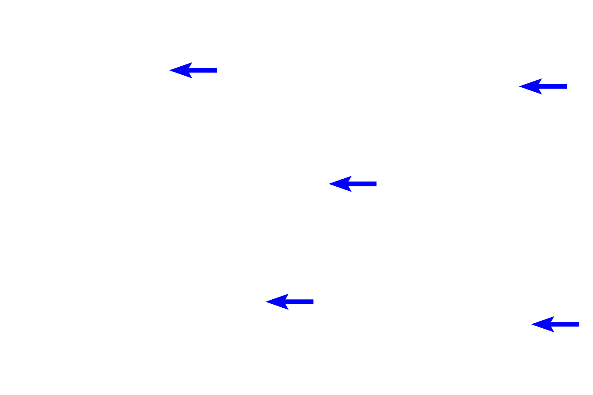 Cells of connective tissue > <p>Many different types of connective tissue cells exist.  Fibroblasts produce both fibers and ground substance; adipocytes store fat; a variety of white blood cells and their derivatives are involved in phagocytosis and in immune and inflammatory responses.</p>
