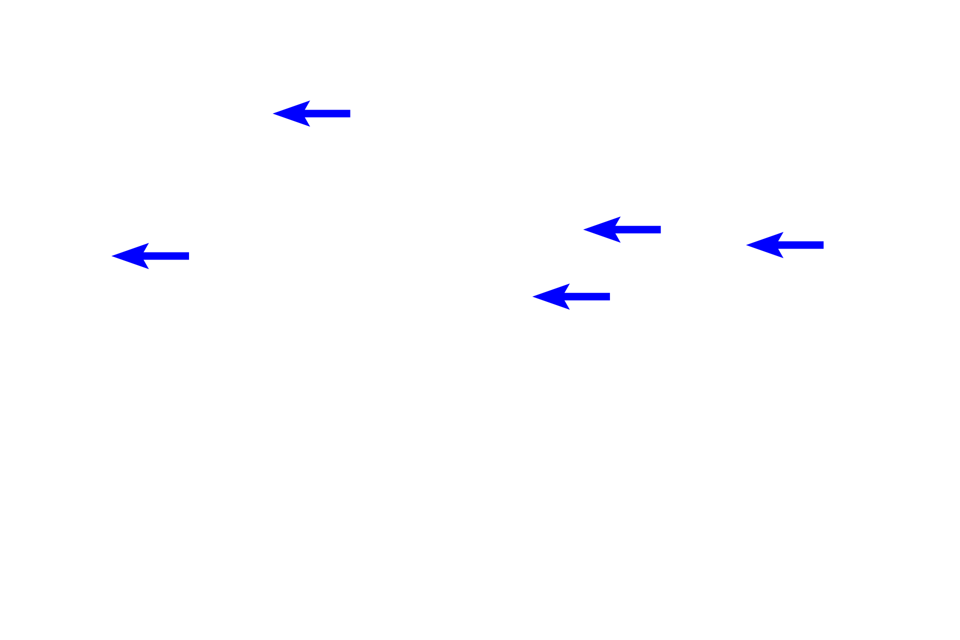  - Fibroblasts <p>Many different types of CT cells exist. Fibroblasts produce both fibers and ground substance; adipocytes store fat; a variety of white blood cells and their derivatives are involved in phagocytosis and in immune and inflammatory responses.</p>
