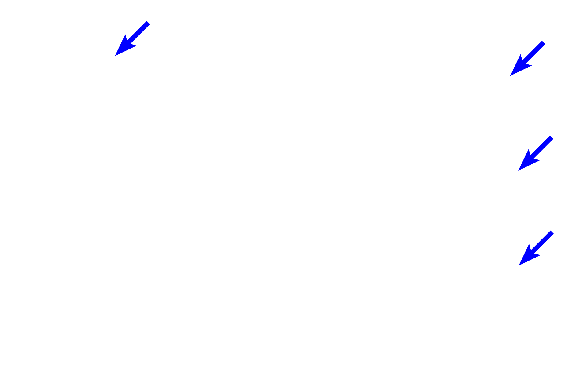  - Macrophages - <p>Many different types of CT cells exist. Fibroblasts produce both fibers and ground substance; adipocytes store fat; a variety of white blood cells and their derivatives are involved in phagocytosis and in immune and inflammatory responses.</p>
