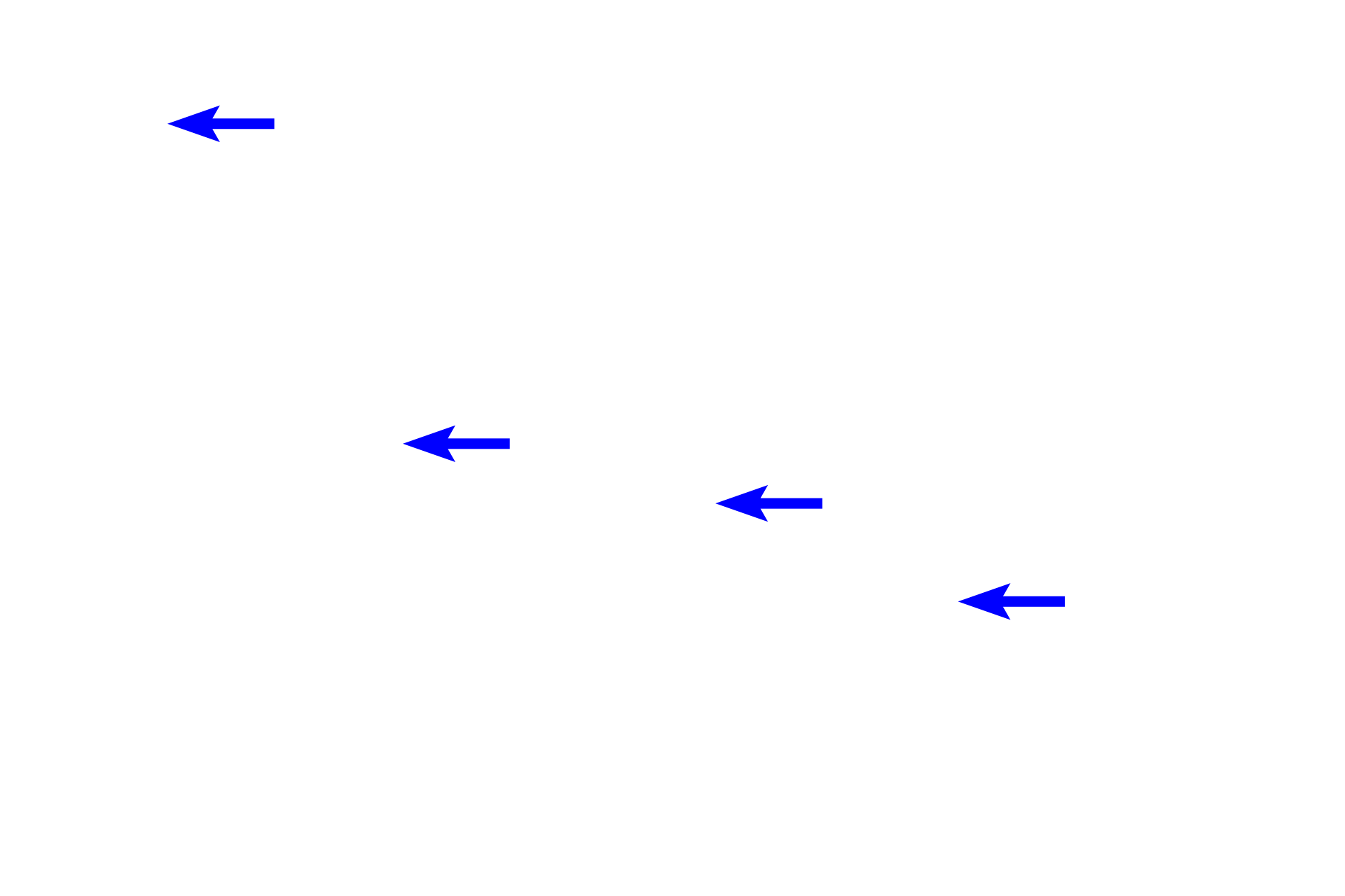 Adipocyte nuclei <p>Adipocytes, or fat cells, are non-motile resident cells filled with stored lipid. This centrally located lipid compresses the remaining cytoplasm to a thin, outer rim. Each heterochromatic nucleus is visible as a crescent on one side of the cell. These adipocytes, as well as adjacent glands, are surrounded by a loose connective tissue. 300x</p>
