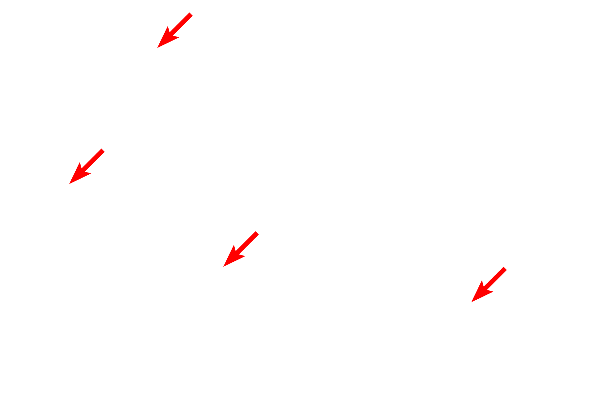 Mast cells <p>Mast cells are spherical to oval-shaped with a centrally-located, spherical nucleus. Their cytoplasm is filled with numerous granules that contain heparin, histamine and protease enzymes that function in the inflammatory response.  Shown here are connective tissue mast cells that are located in a loose connective tissue.  Toluidine blue  1000x</p>
