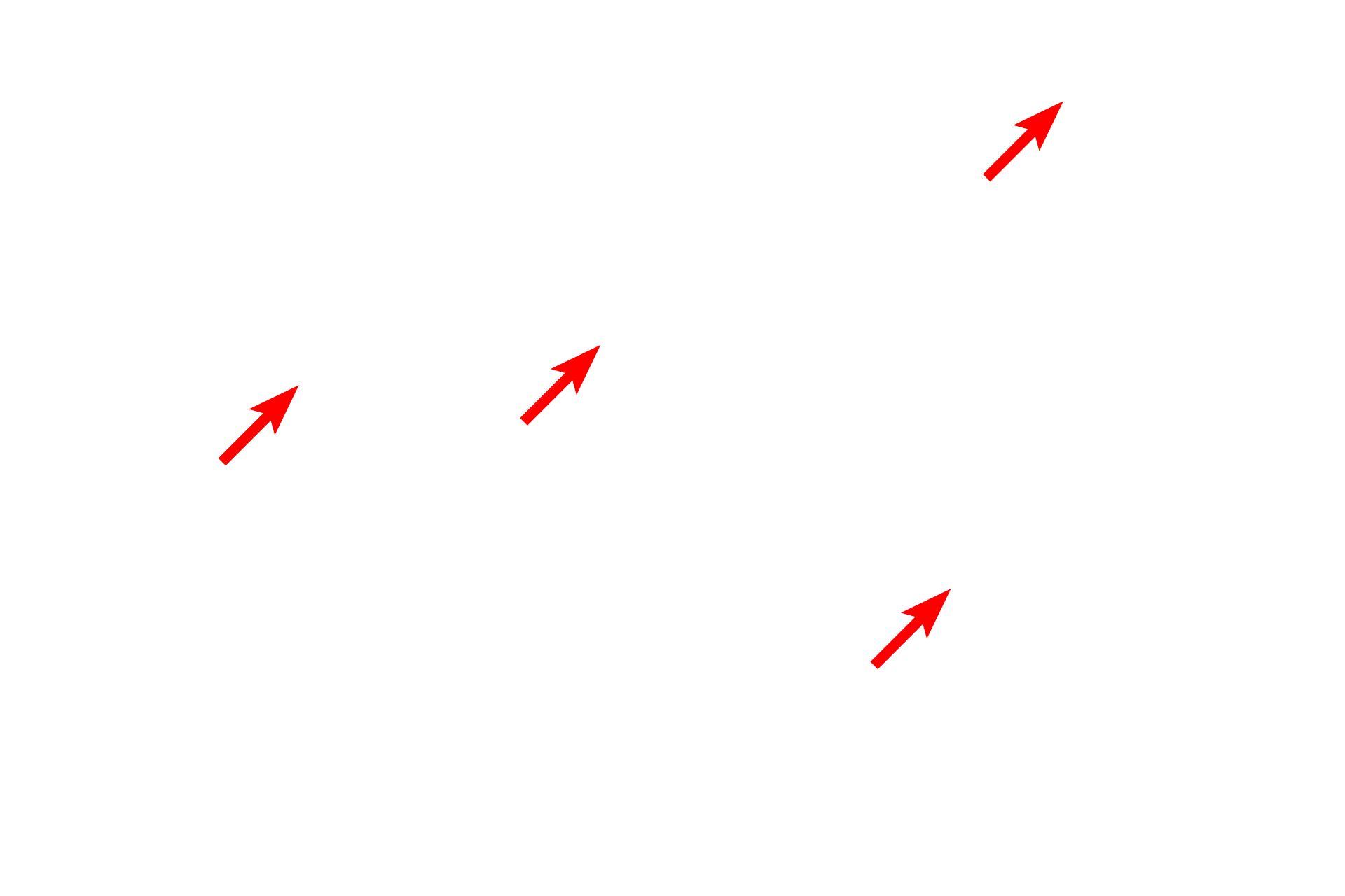 Collagen fibers <p>Blood vessels, an adipocyte and collagen fibers are also visible in the loose connective tissue.</p>
