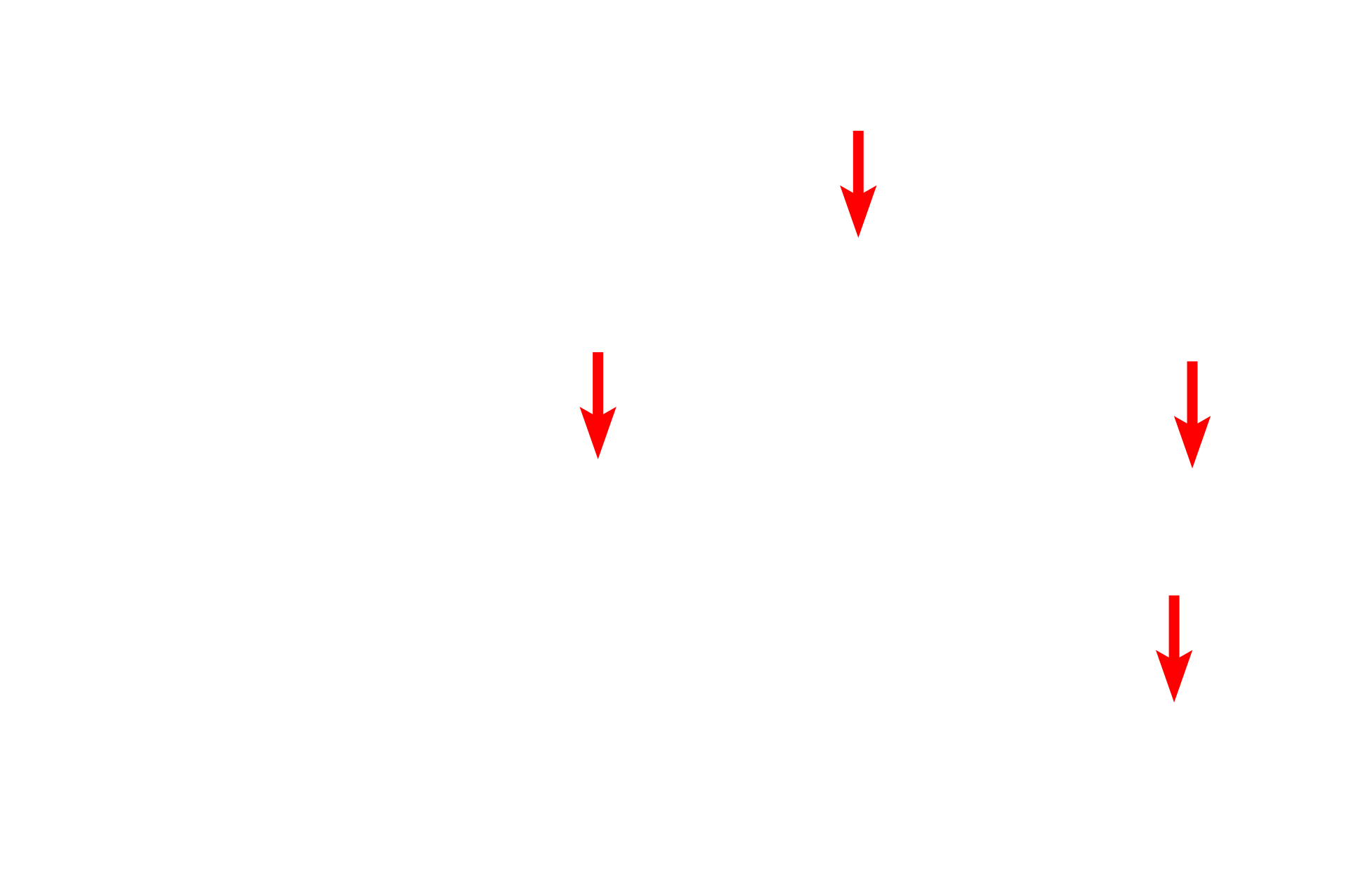 Collagen fibers <p>Active fibroblasts are resident cells found in connective tissues. Their nuclei are euchromatic and elongated. This toluidine blue stain of loose connective tissue beneath an epithelium demonstrates the pale-staining collagen fibers and heavily stained elastic fibers. Blood vessels are also visible. 1000x</p>
