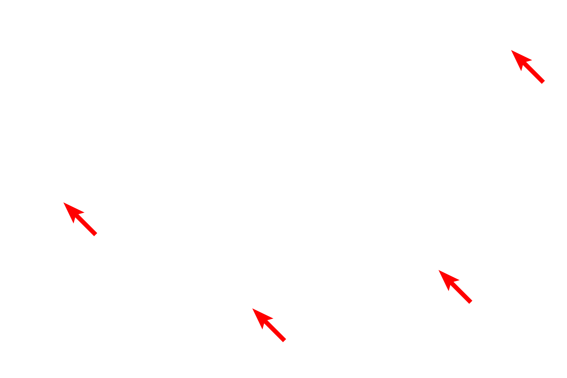 Mitochondria <p>The fibroblast is responsible for the synthesis and secretion of collagen and elastic fibers, as well as the ground substance.  This cell contains the extensive rough endoplasmic reticulum and Golgi apparatus needed for this synthetic activity.  The highly euchromatic nucleus, seen in the upper portion of the micrograph is indicative of an actively secreting cell.  8000x</p>
